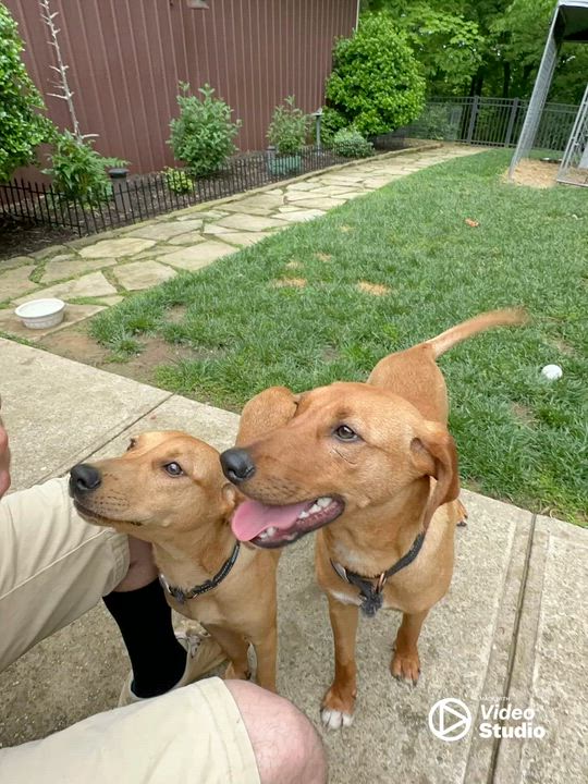 Enlarge Danny.....FEE SPONSORED, a Adoptable mixed breed in Cookeville, TN video 3/6