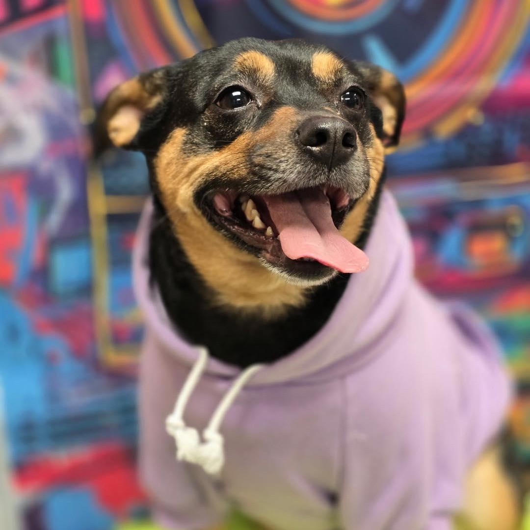 Poppie, an adopted mixed breed in Effingham, IL image 2/4