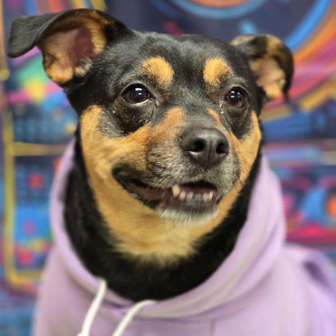 Poppie, an adopted mixed breed in Effingham, IL image 3/4