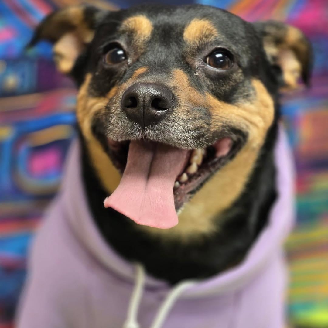 Poppie, adopted, Adult Female Beagle.