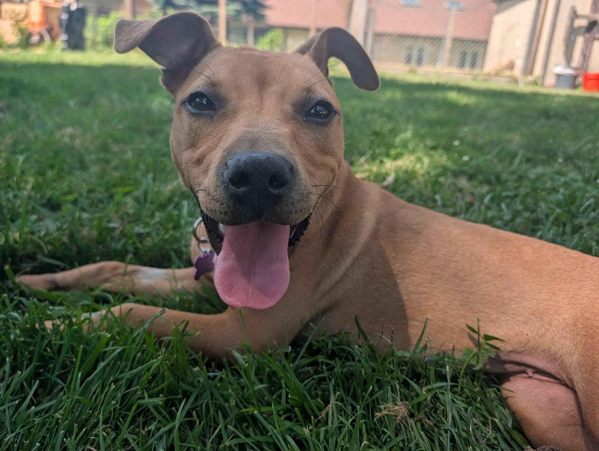 Azula, a ADOPTABLE mixed breed in Mount Morris, MI image 4/6