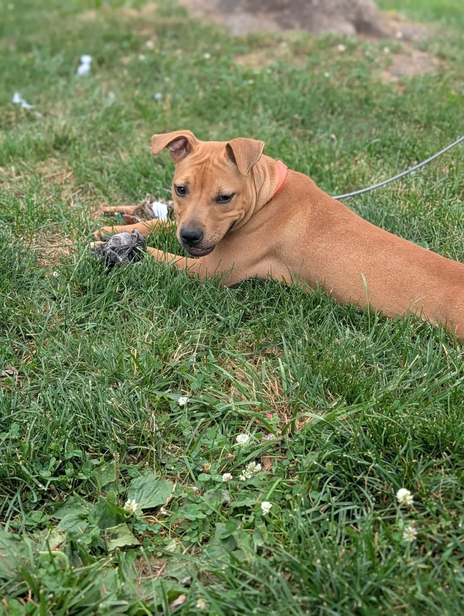 Azula, a ADOPTABLE mixed breed in Mount Morris, MI image 2/6