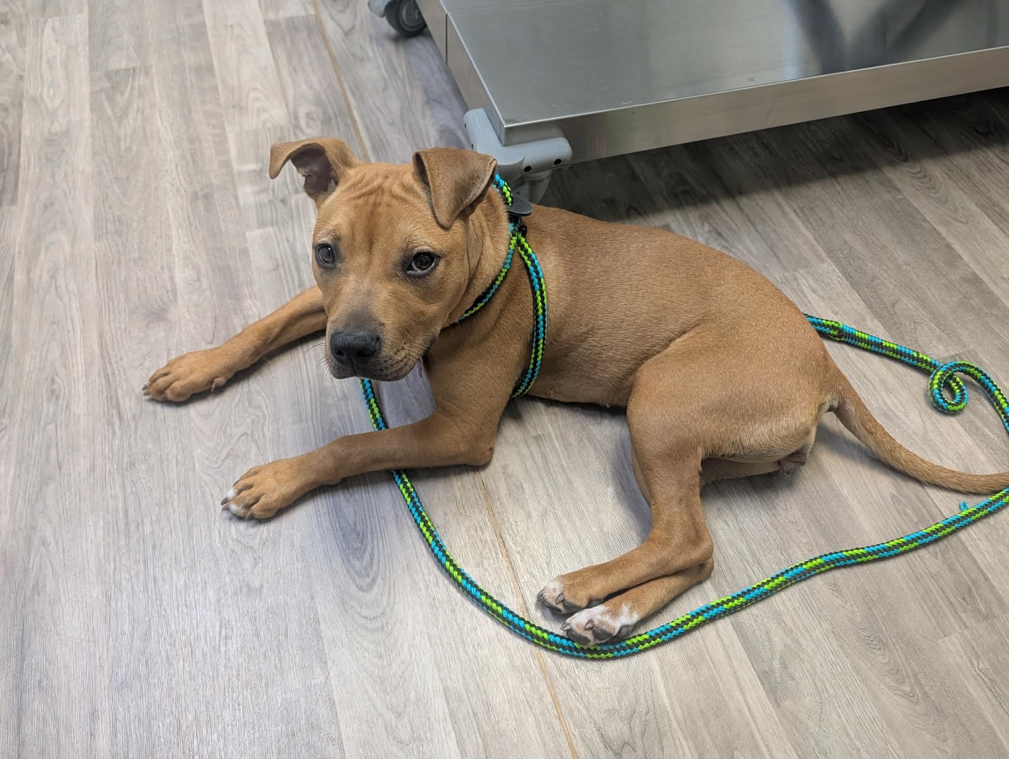 Azula, ADOPTABLE, Puppy Female Pit Bull Terrier & American Staffordshire Terrier.