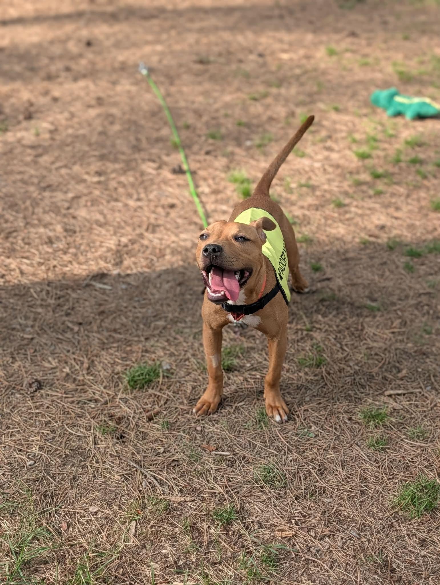 Azula, a ADOPTABLE mixed breed in Mount Morris, MI image 5/6
