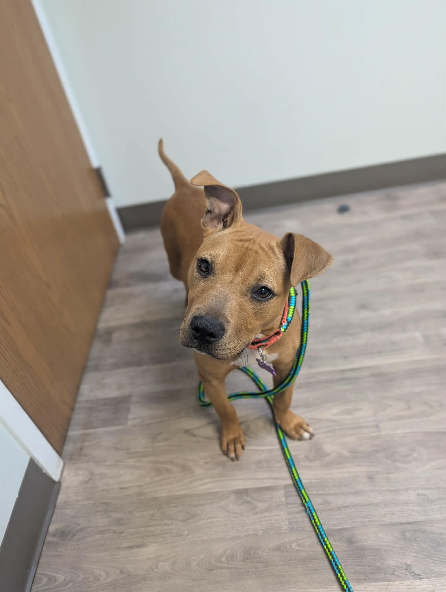 Azula, a ADOPTABLE mixed breed in Mount Morris, MI image 3/6