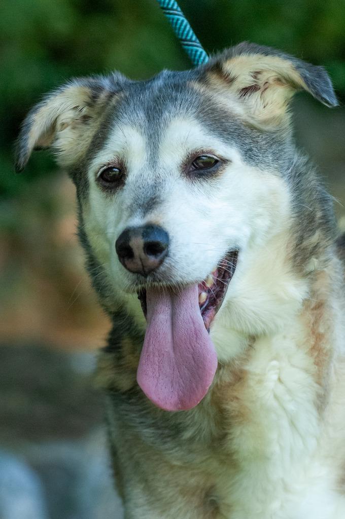 Paxton, Adoptable, Senior Male German Shepherd Dog & Husky.
