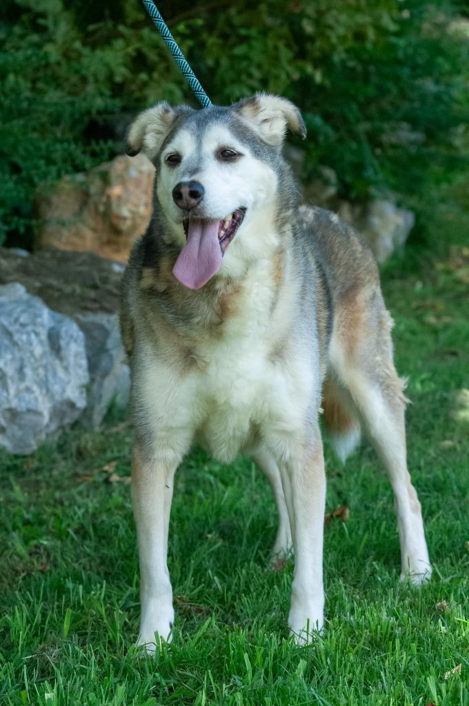 Enlarge Paxton, a Adoptable mixed breed in Johnson City, TN image 2/3
