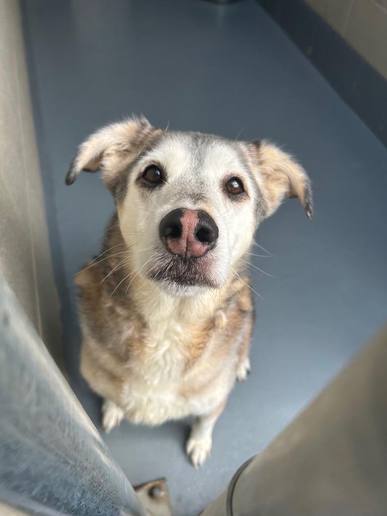 Enlarge Paxton, a Adoptable mixed breed in Johnson City, TN image 3/3