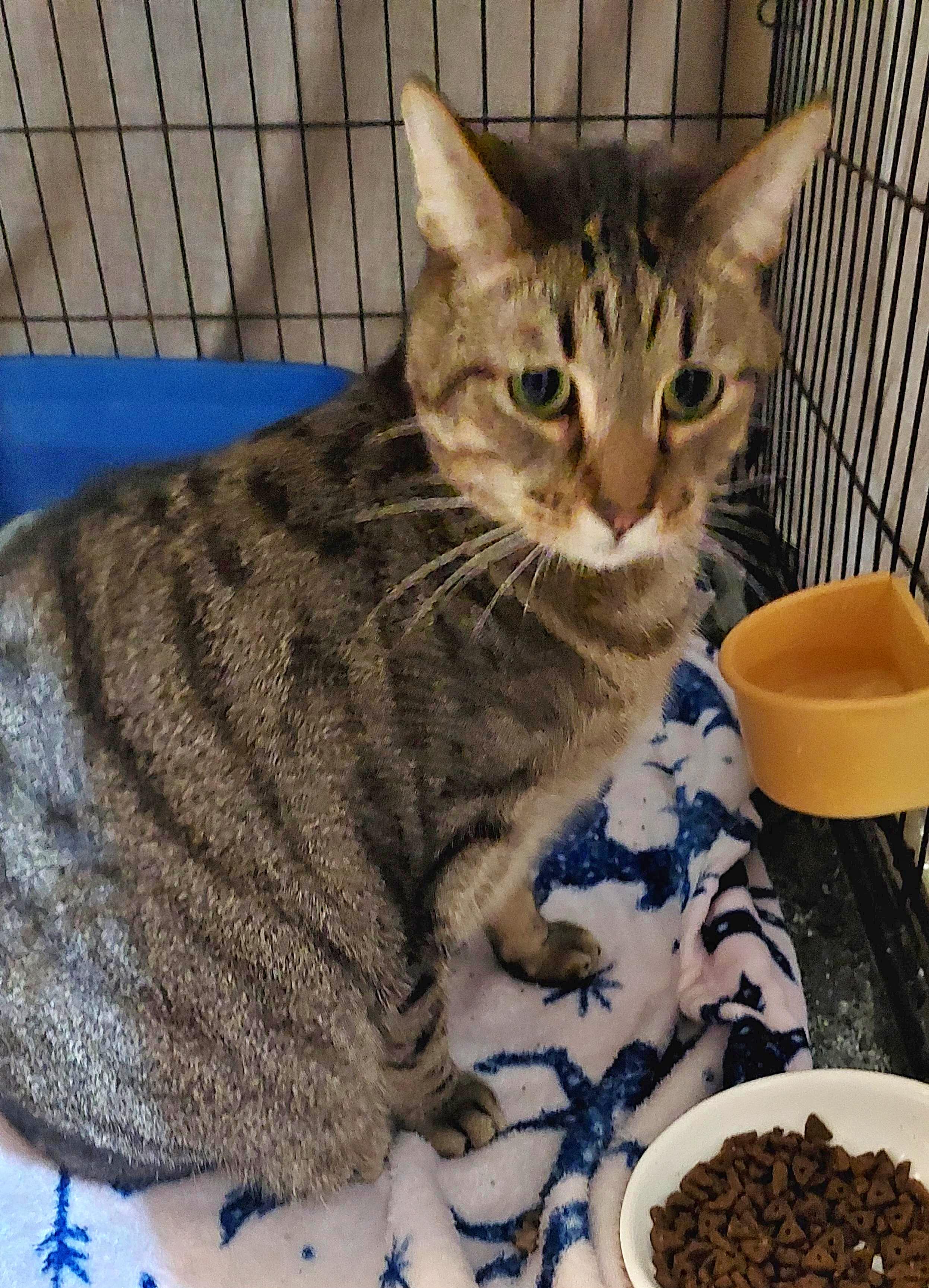 Benny (w/Jerri)?, an adoptable Tiger in Orange City, FL, 32763 | Photo Image 3