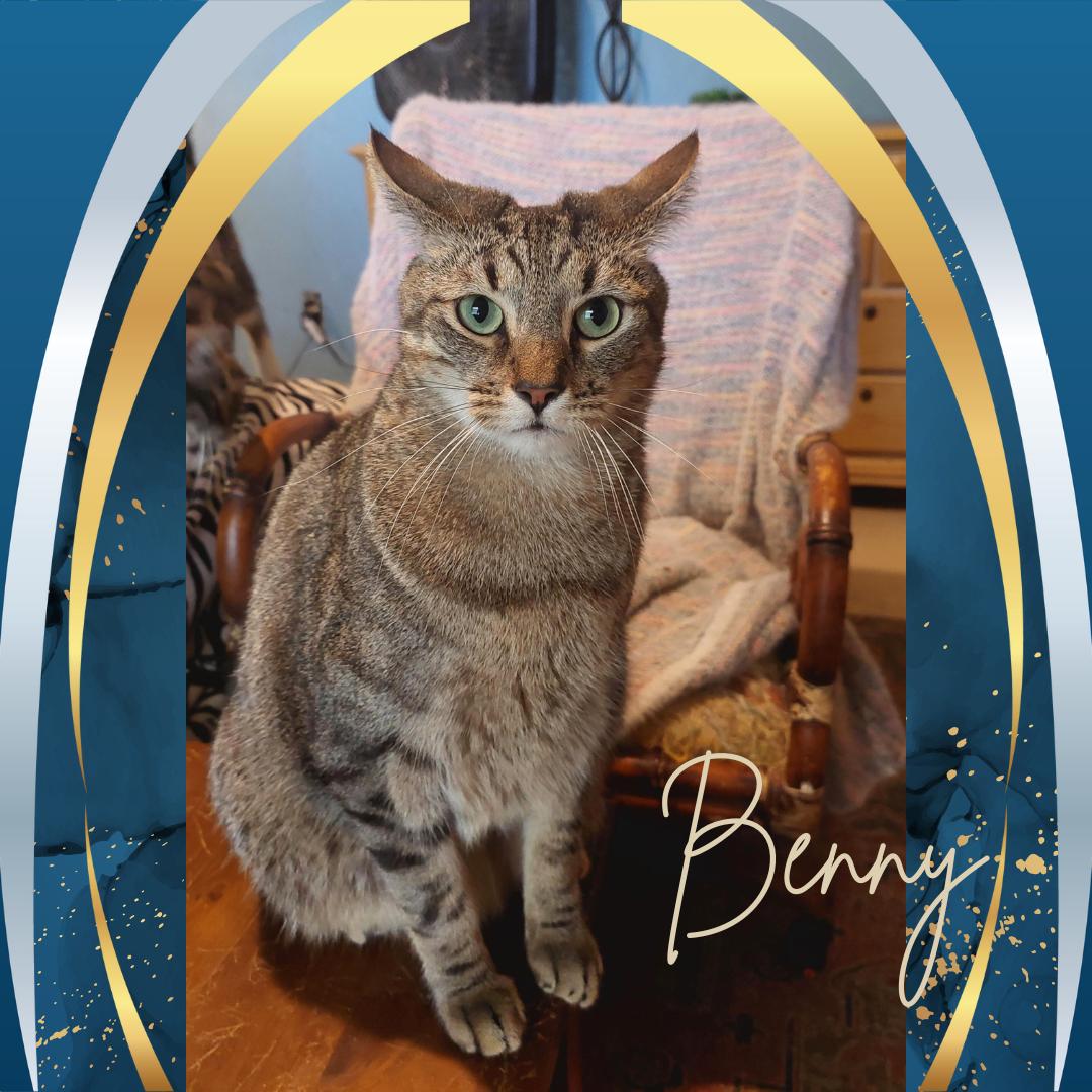 Benny, a Adoptable Tiger in Orange City, FL image 1/6
