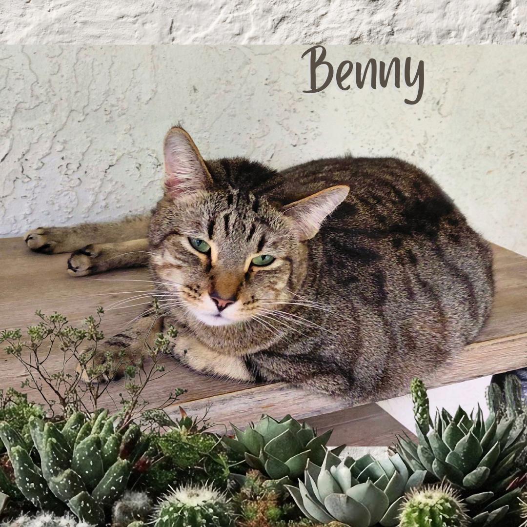 Enlarge Benny, a Adoptable Tiger in Orange City, FL image 1/5