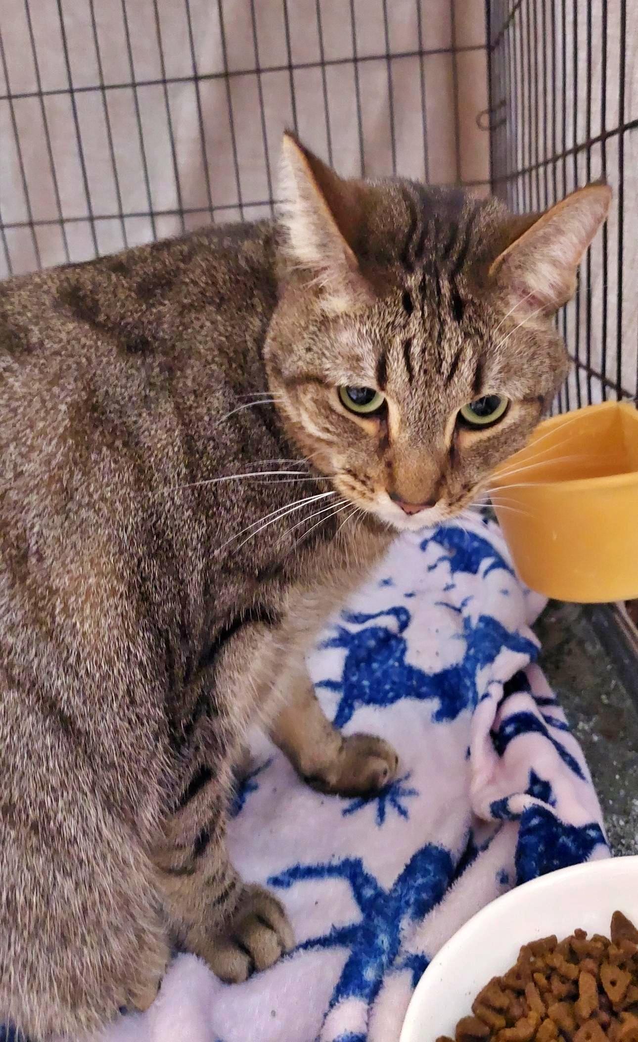 Benny (w/Jerri)?, an adoptable Tiger in Orange City, FL, 32763 | Photo Image 5