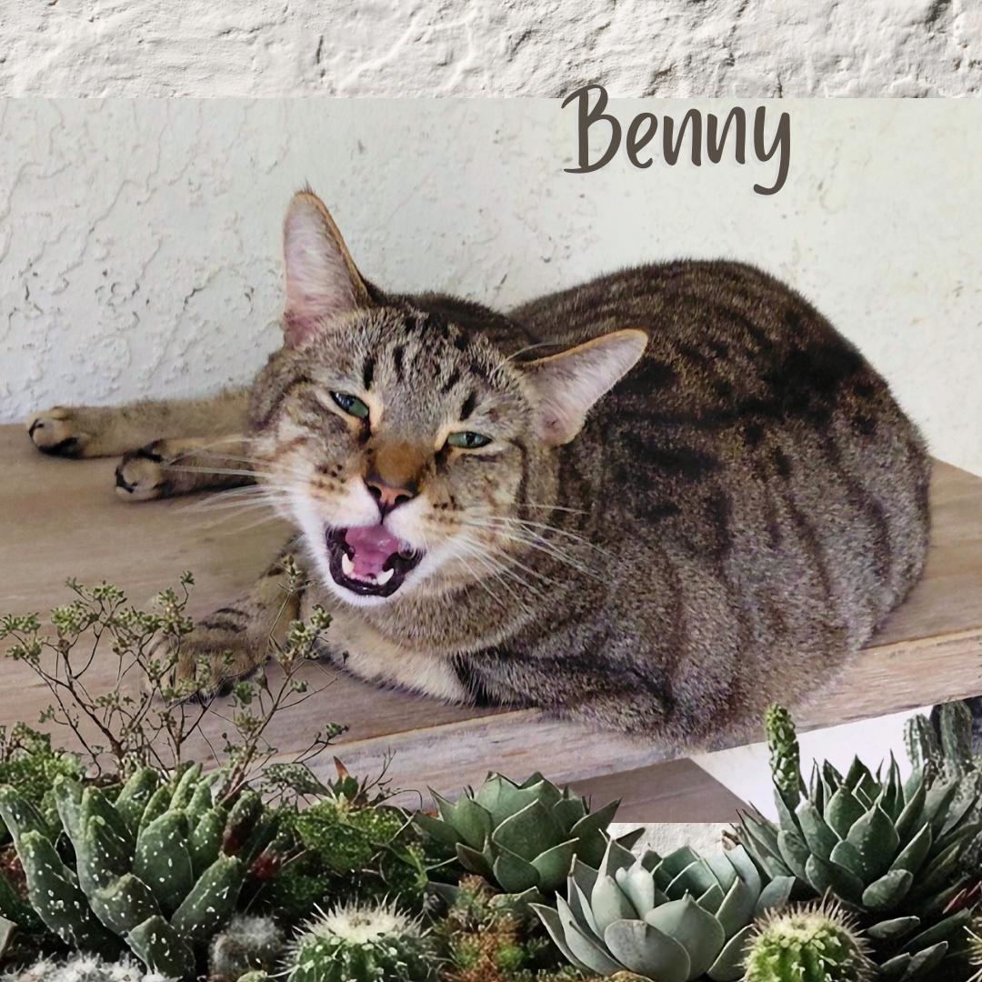 Enlarge Benny, a Adoptable Tiger in Orange City, FL image 2/5
