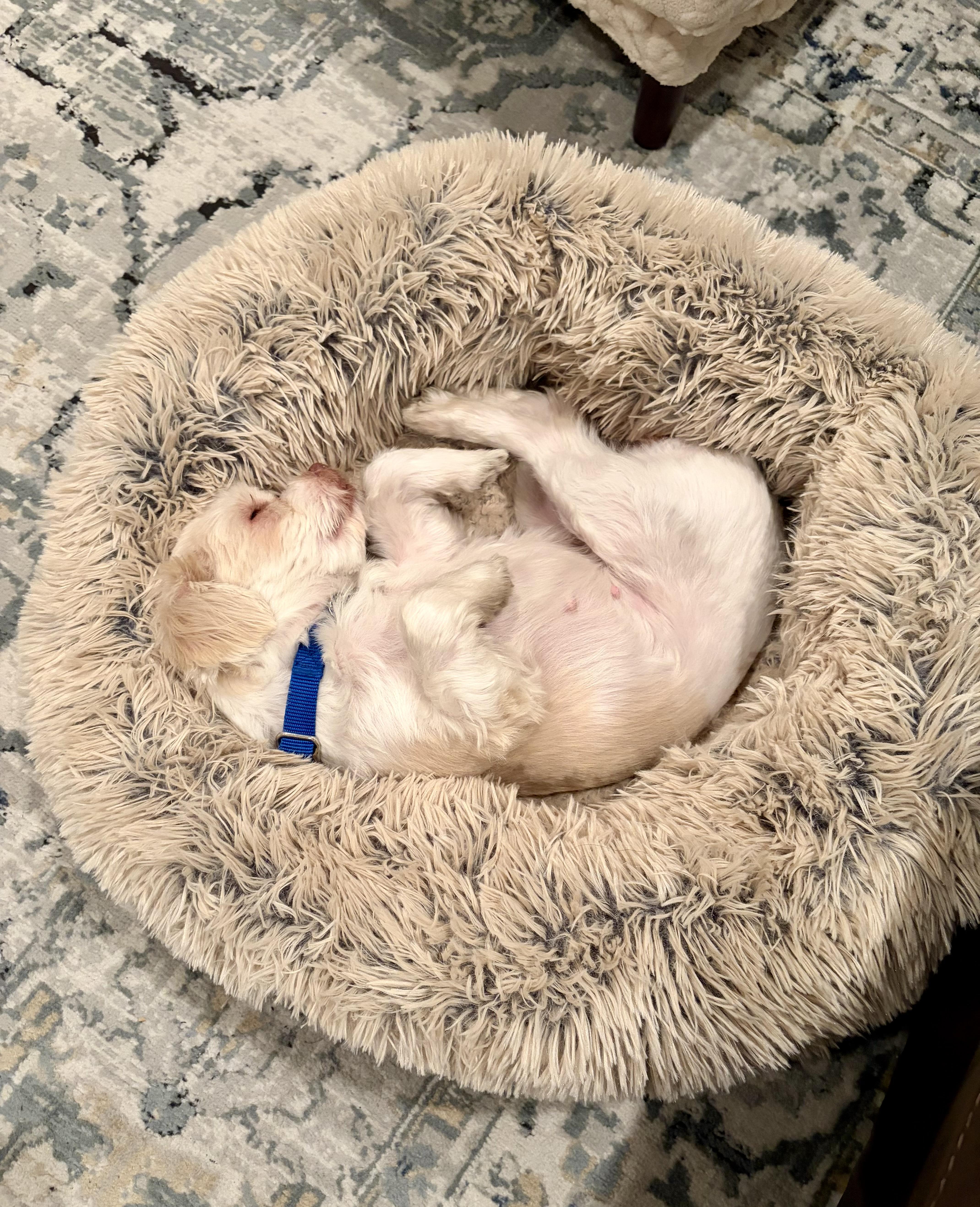 Enlarge Tootie, a Adoptable mixed breed in Harrison, NY image 6/6