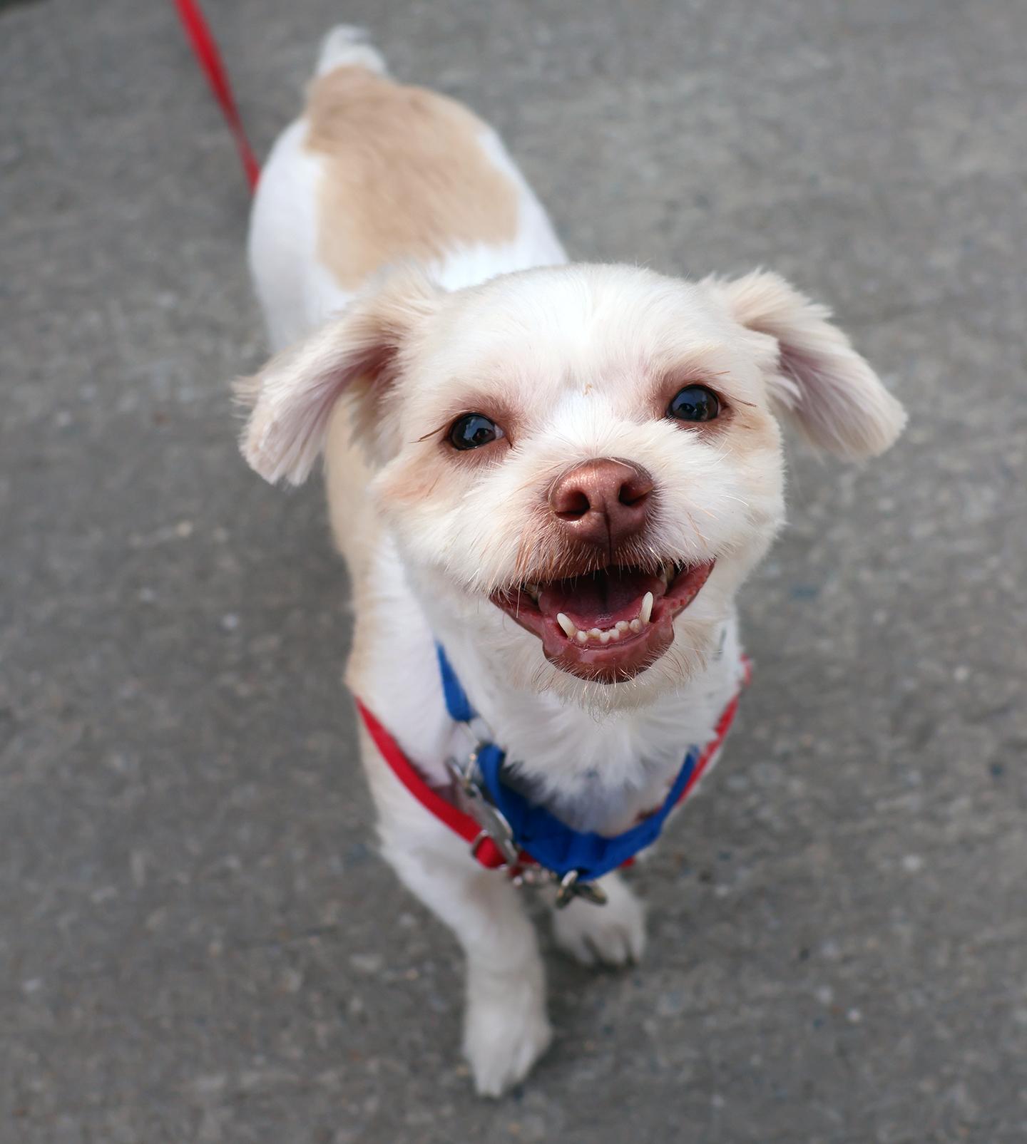 Enlarge Tootie, a Adoptable mixed breed in Harrison, NY image 1/6