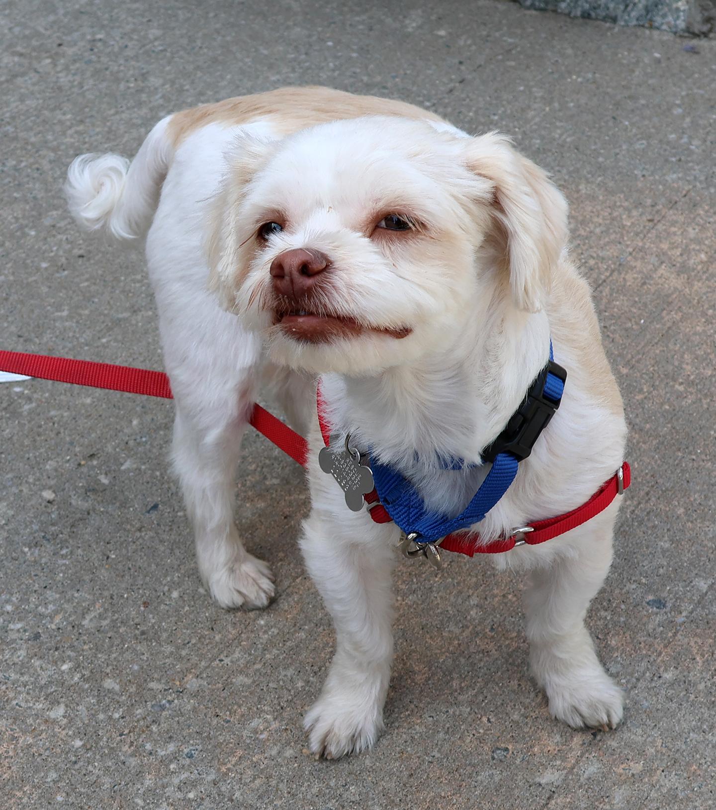 Enlarge Tootie, a Adoptable mixed breed in Harrison, NY image 2/6
