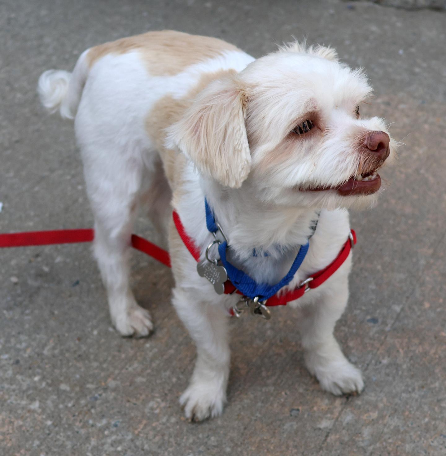 Enlarge Tootie, a Adoptable mixed breed in Harrison, NY image 3/6