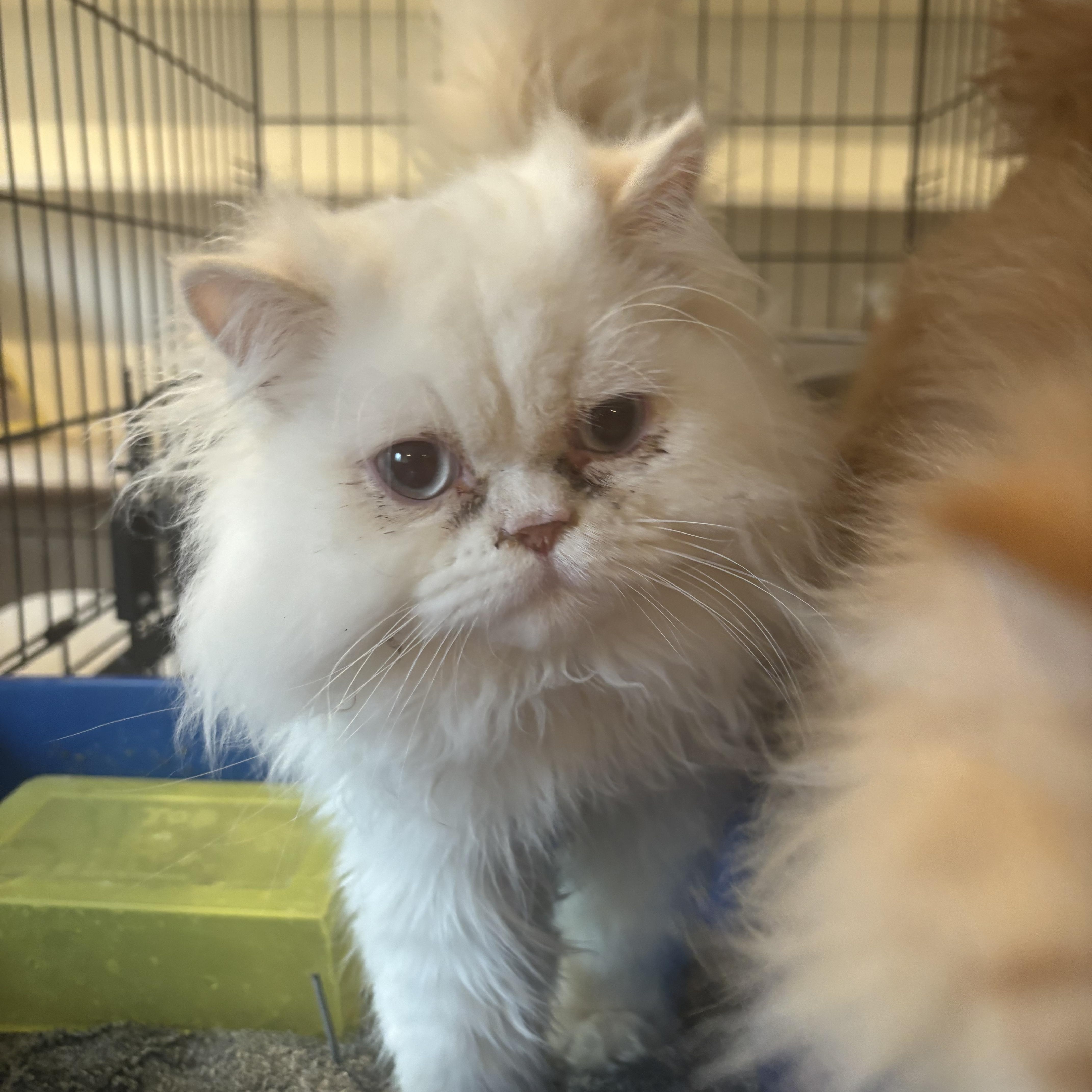 Enlarge Skor and Leo (Persian), a ADOPTABLE Persian in Fairfax, VA image 2/5