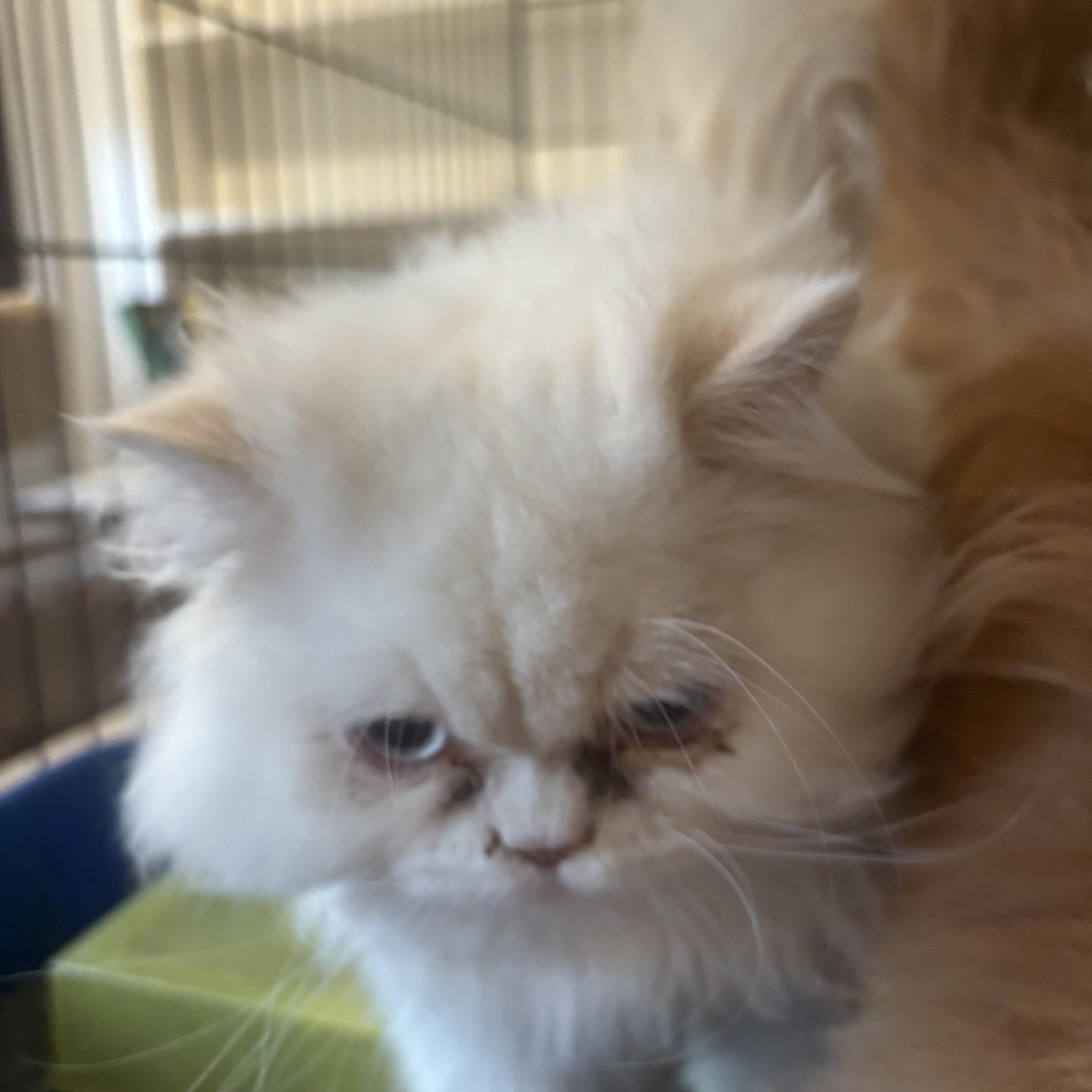 Enlarge Skor and Leo (Persian), a ADOPTABLE Persian in Fairfax, VA image 3/5