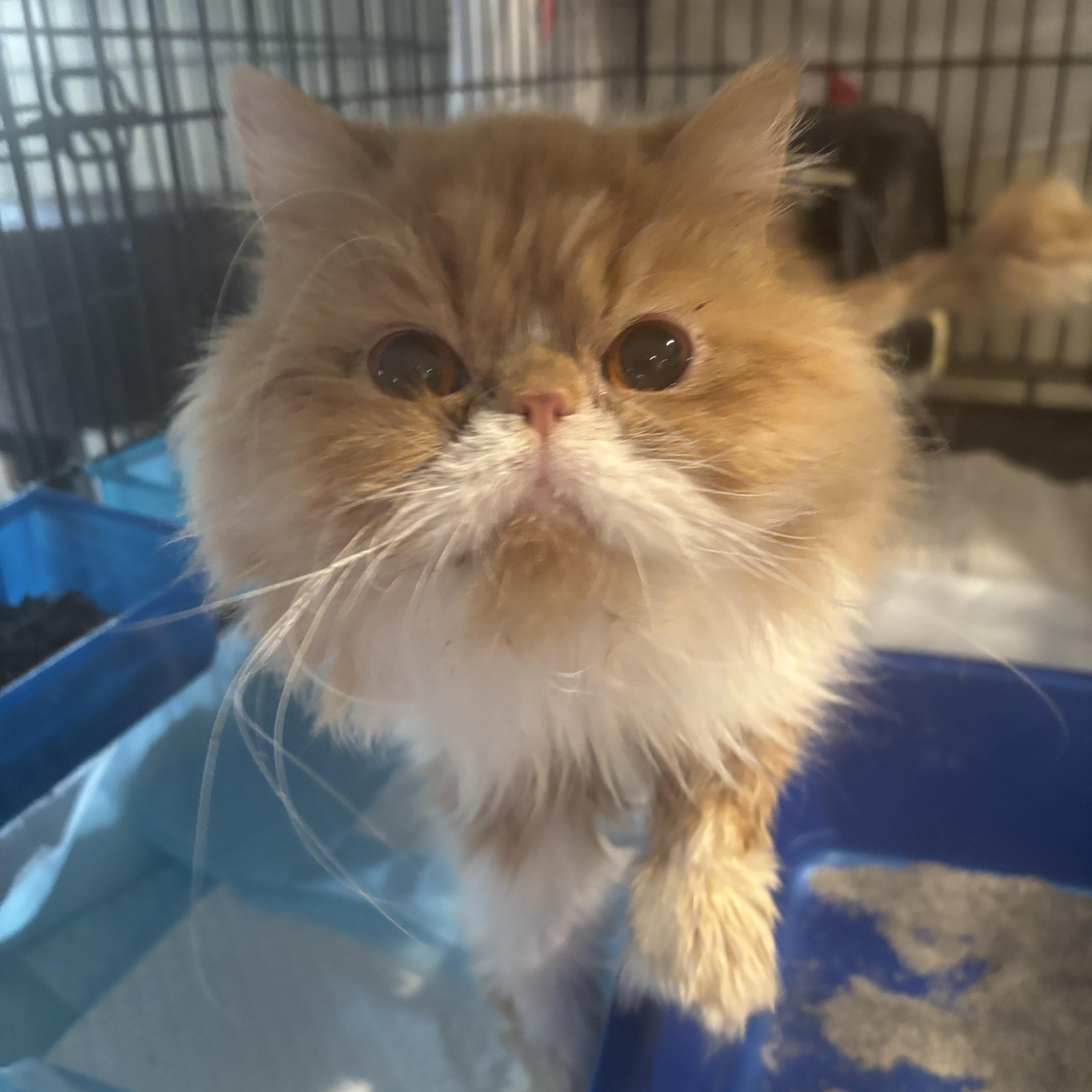 Skor and Leo (Persian), ADOPTABLE, Young Male Persian.