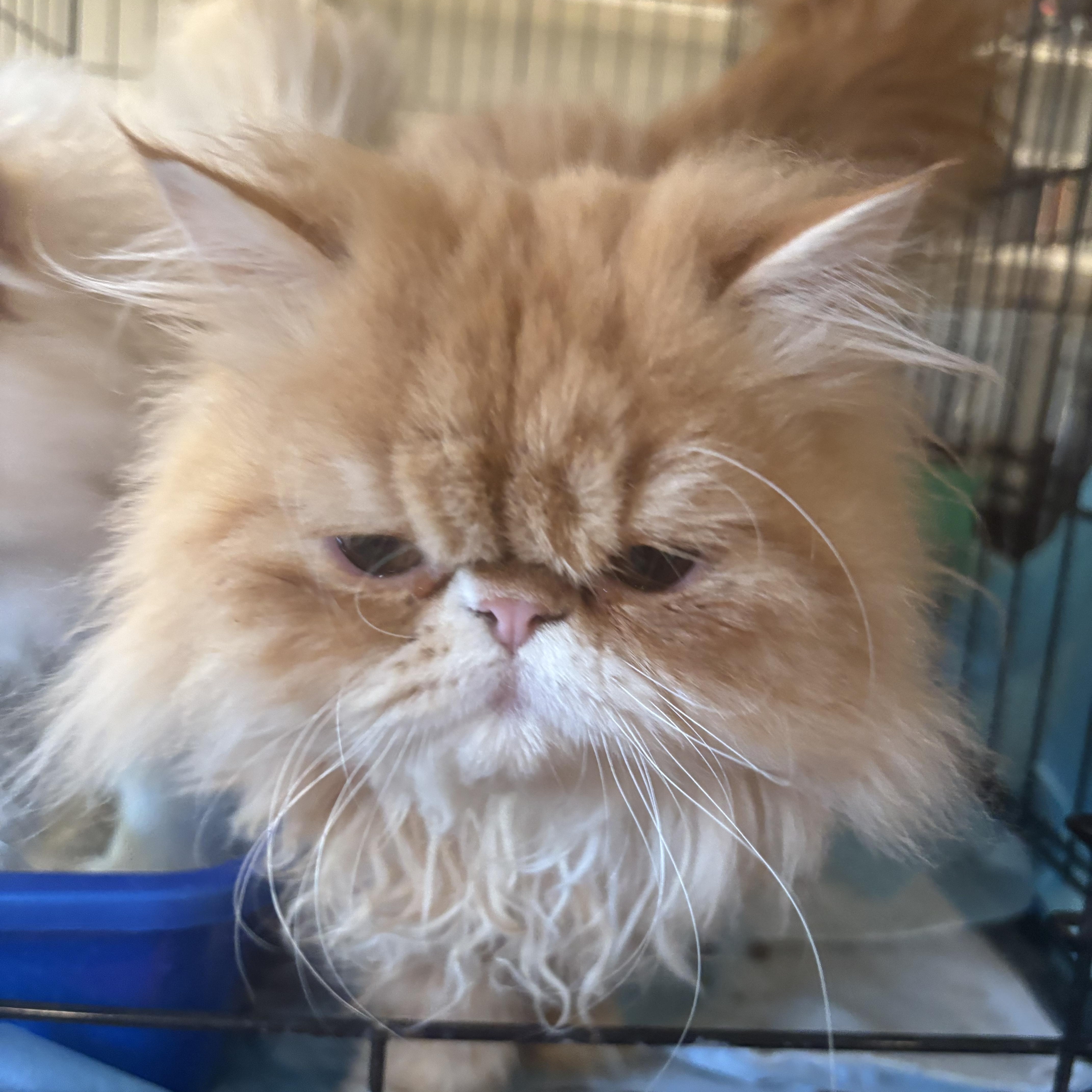 Enlarge Skor and Leo (Persian), a ADOPTABLE Persian in Fairfax, VA image 5/5