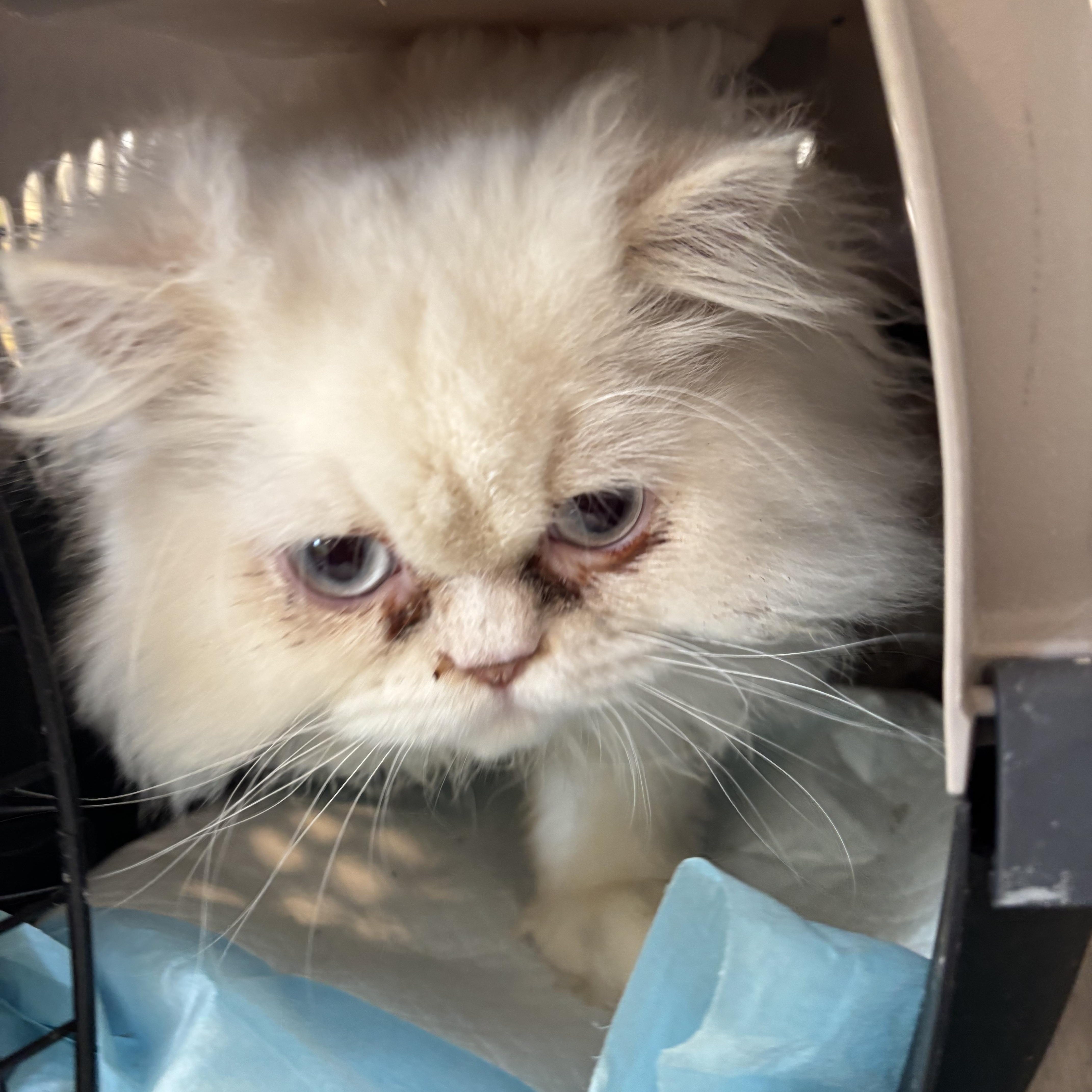 Enlarge Skor and Leo (Persian), a ADOPTABLE Persian in Fairfax, VA image 4/5