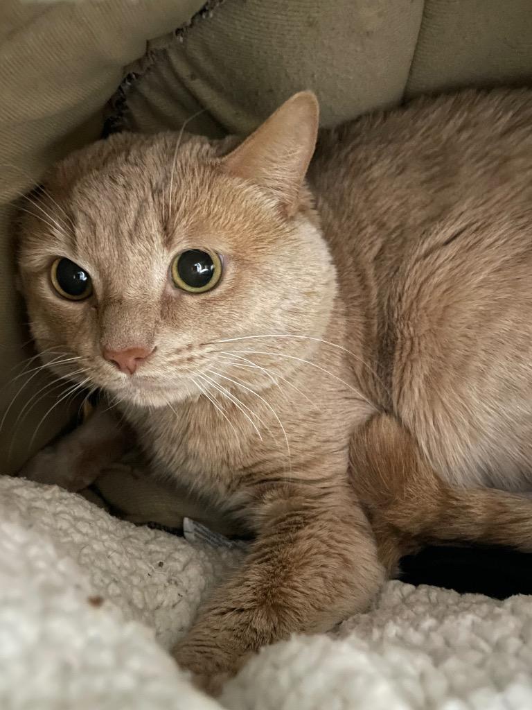 Enlarge Sterling, a Adoptable mixed breed in Blountville, TN image 1/1