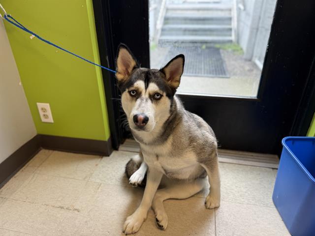 Enlarge HARU, a Adoptable Siberian Husky in Kent, WA image 1/1