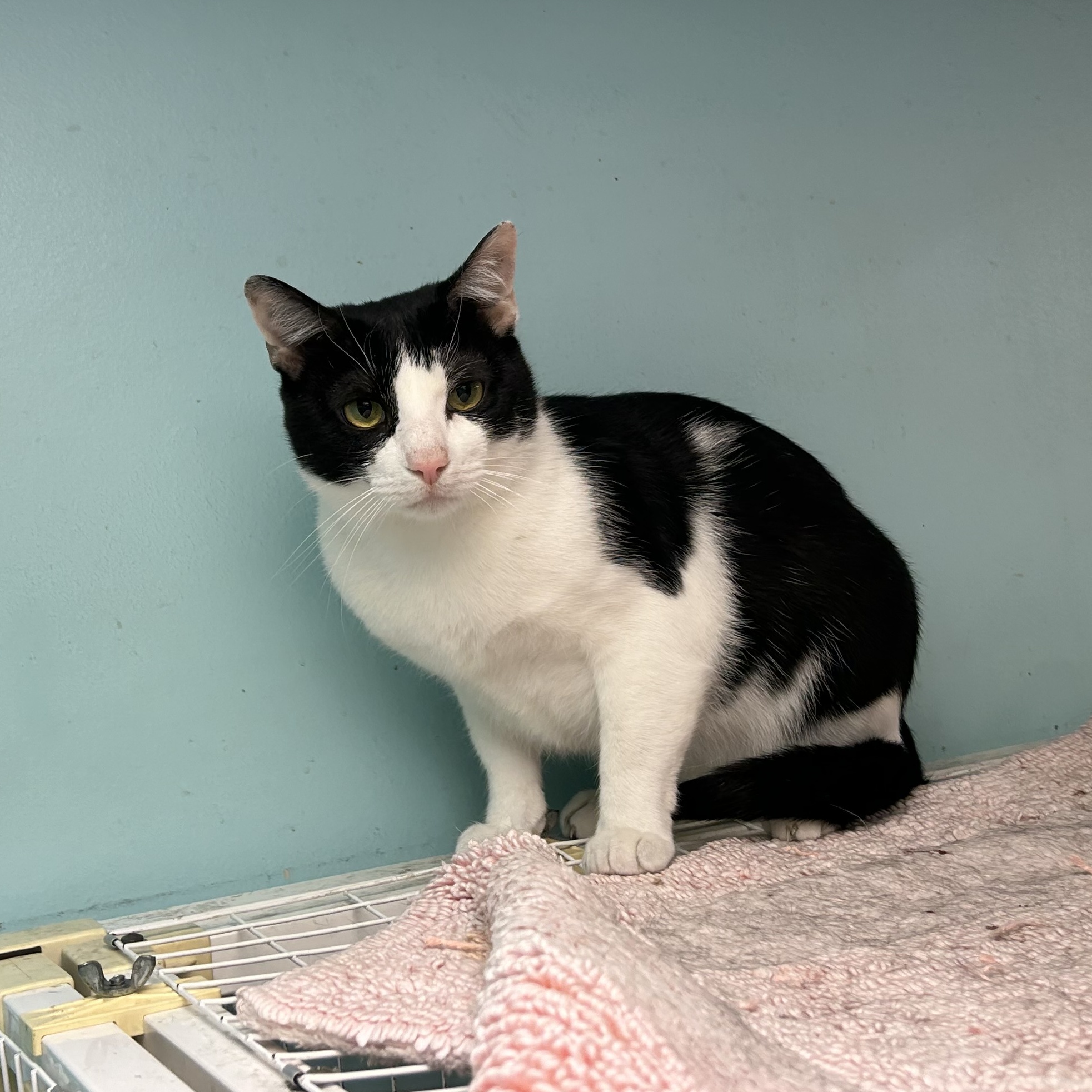 Hector, Adoptable, Young Male Domestic Short Hair.