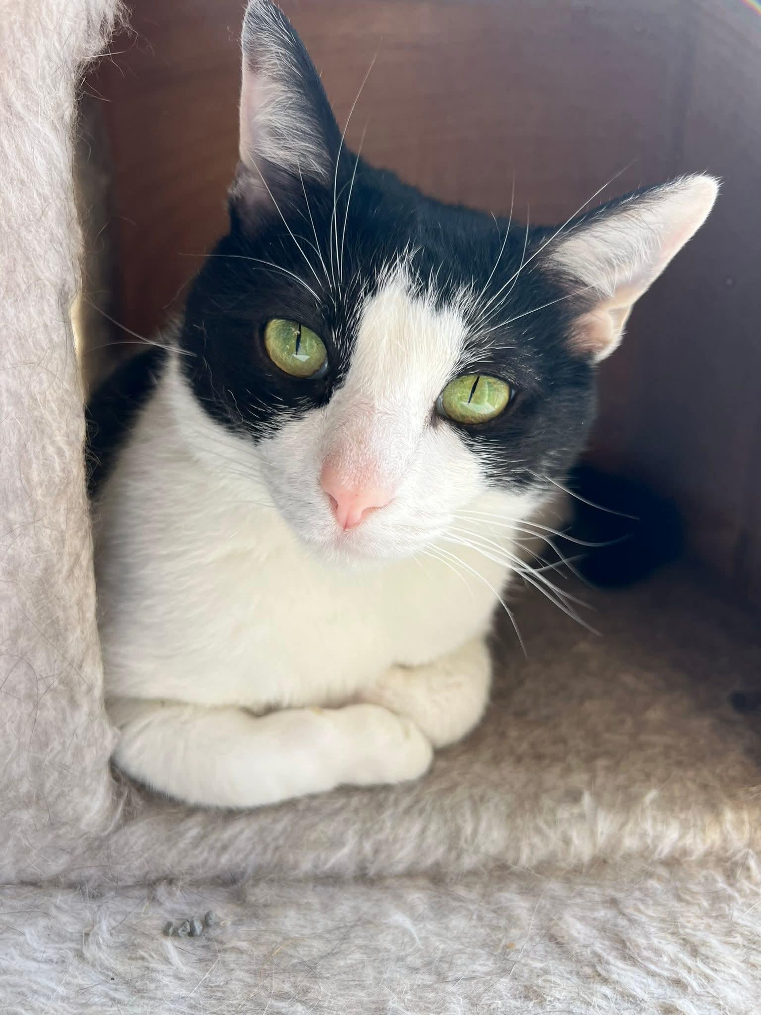 Enlarge Hector, a Adoptable Domestic Short Hair in Memphis, TN image 1/5