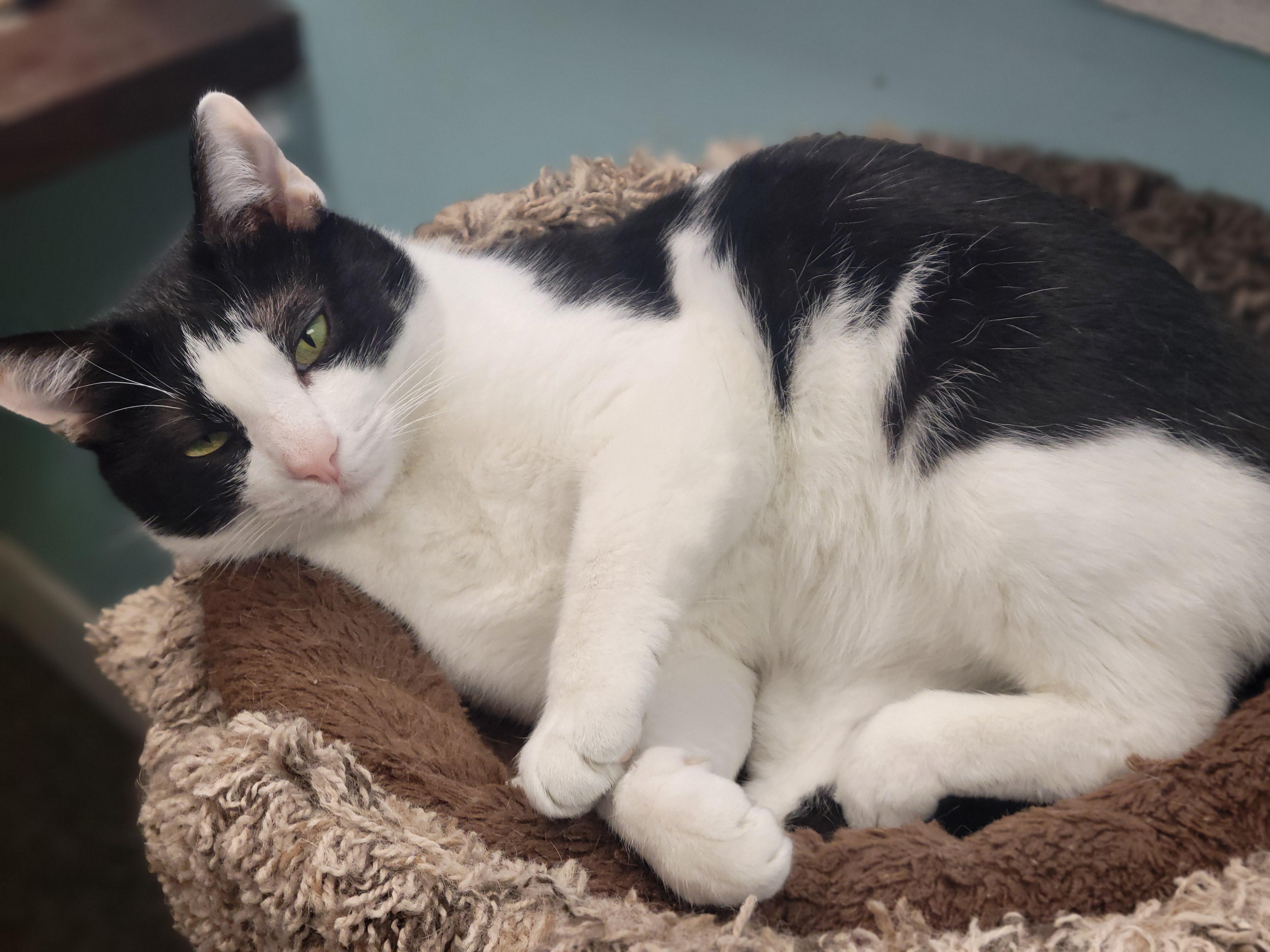 Enlarge Hector, a Adoptable Domestic Short Hair in Memphis, TN image 2/5