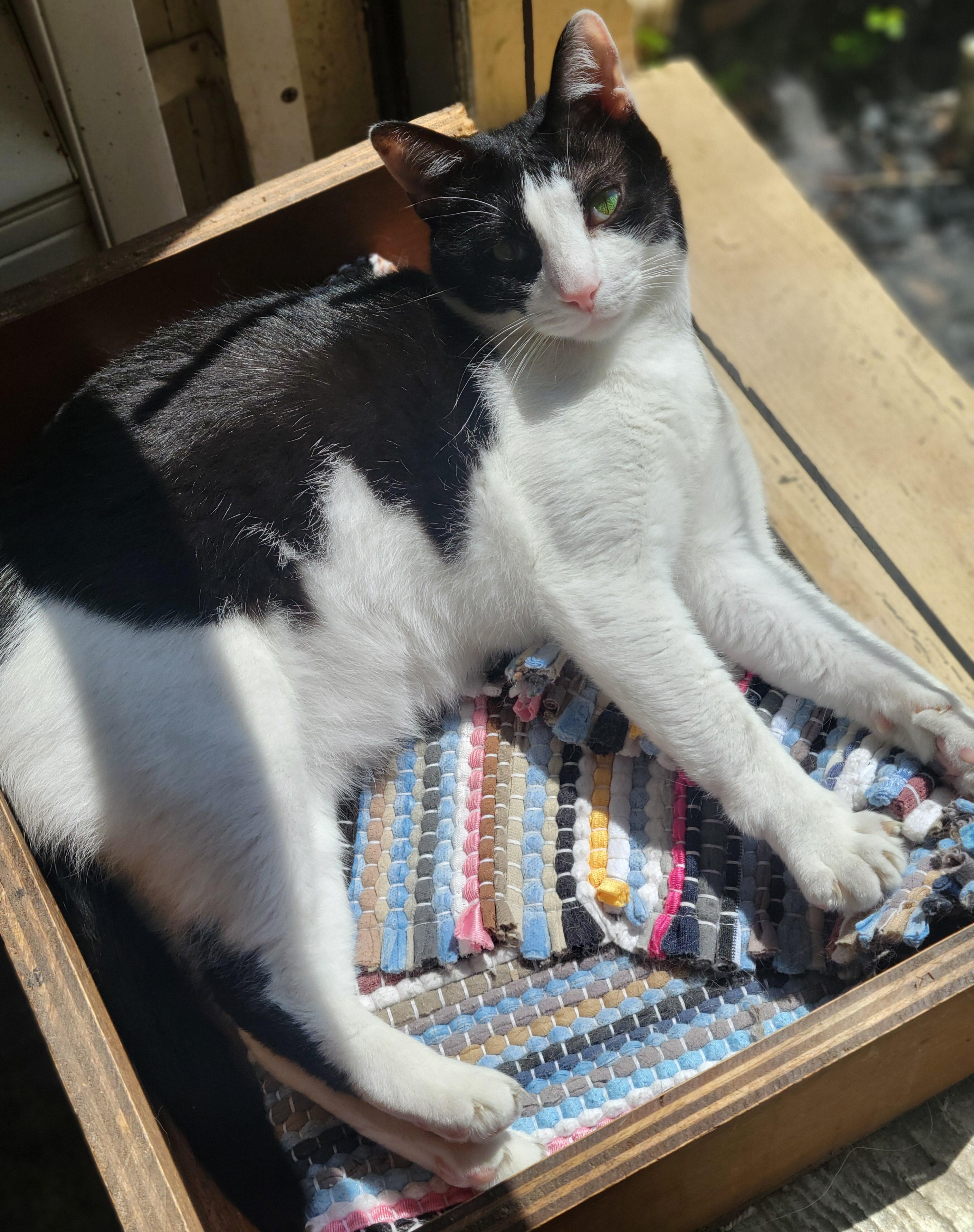 Enlarge Hector, a Adoptable Domestic Short Hair in Memphis, TN image 5/5