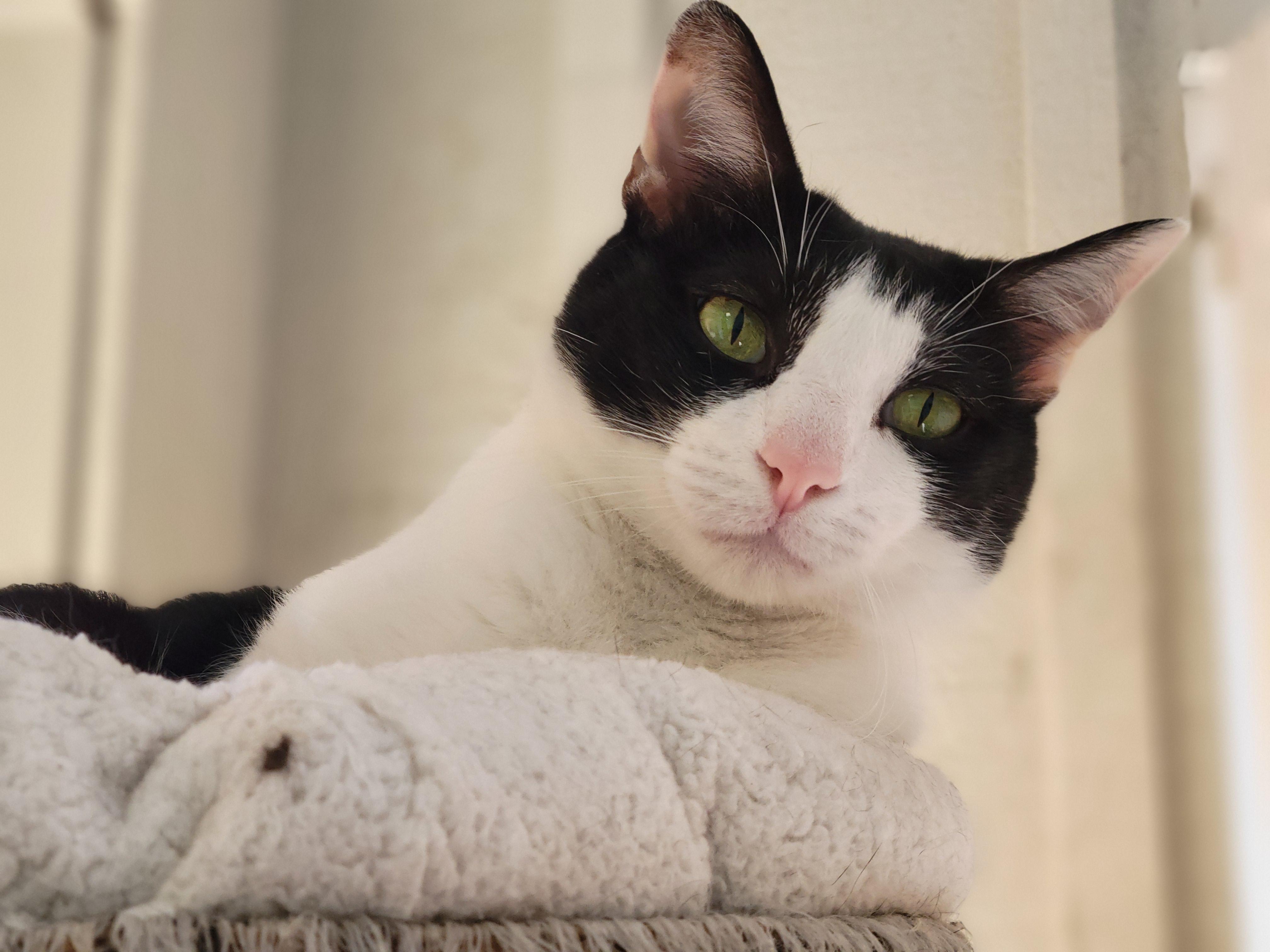 Enlarge Hector, a Adoptable Domestic Short Hair in Memphis, TN image 4/5
