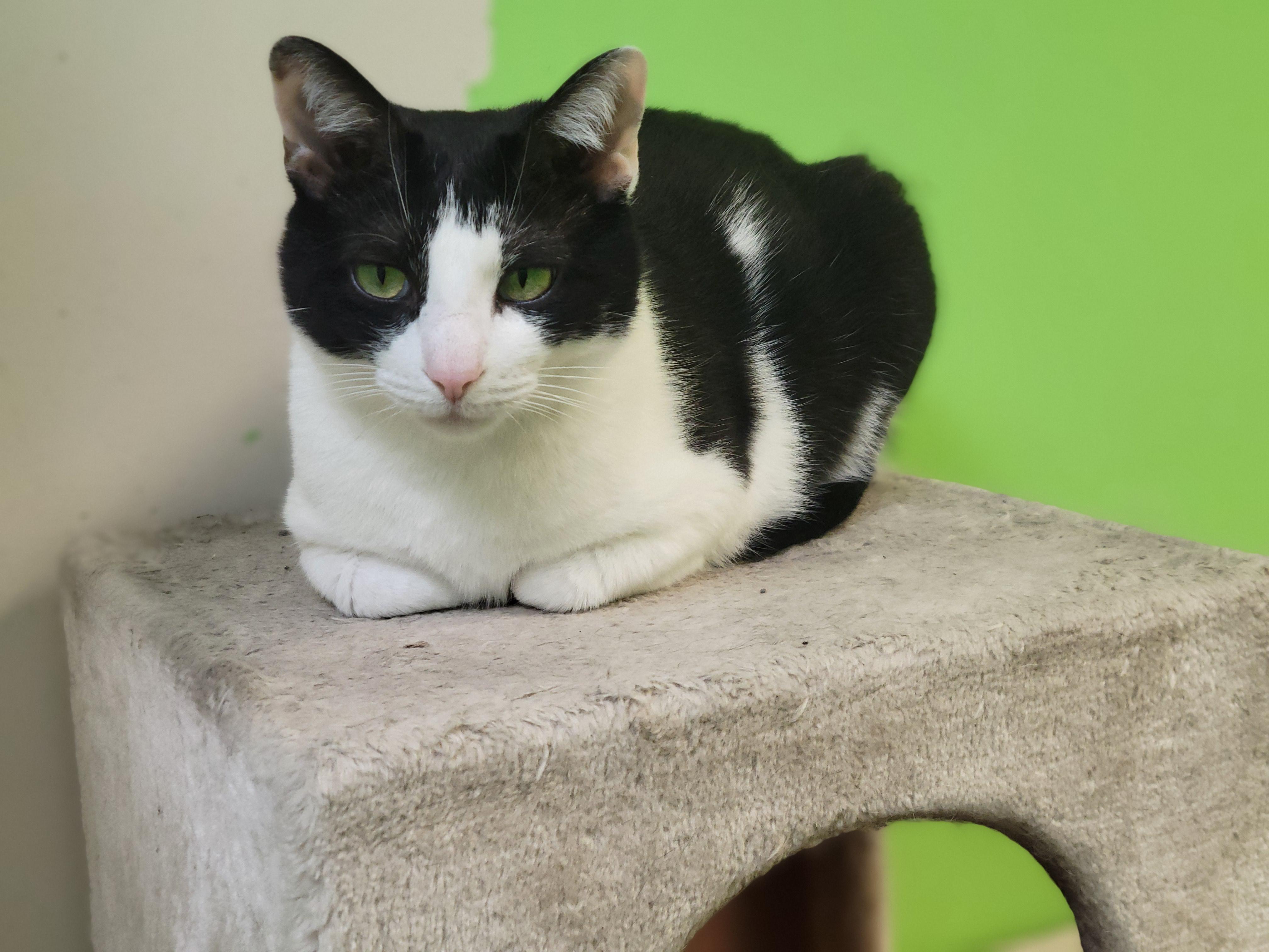 Enlarge Hector, a Adoptable Domestic Short Hair in Memphis, TN image 3/5