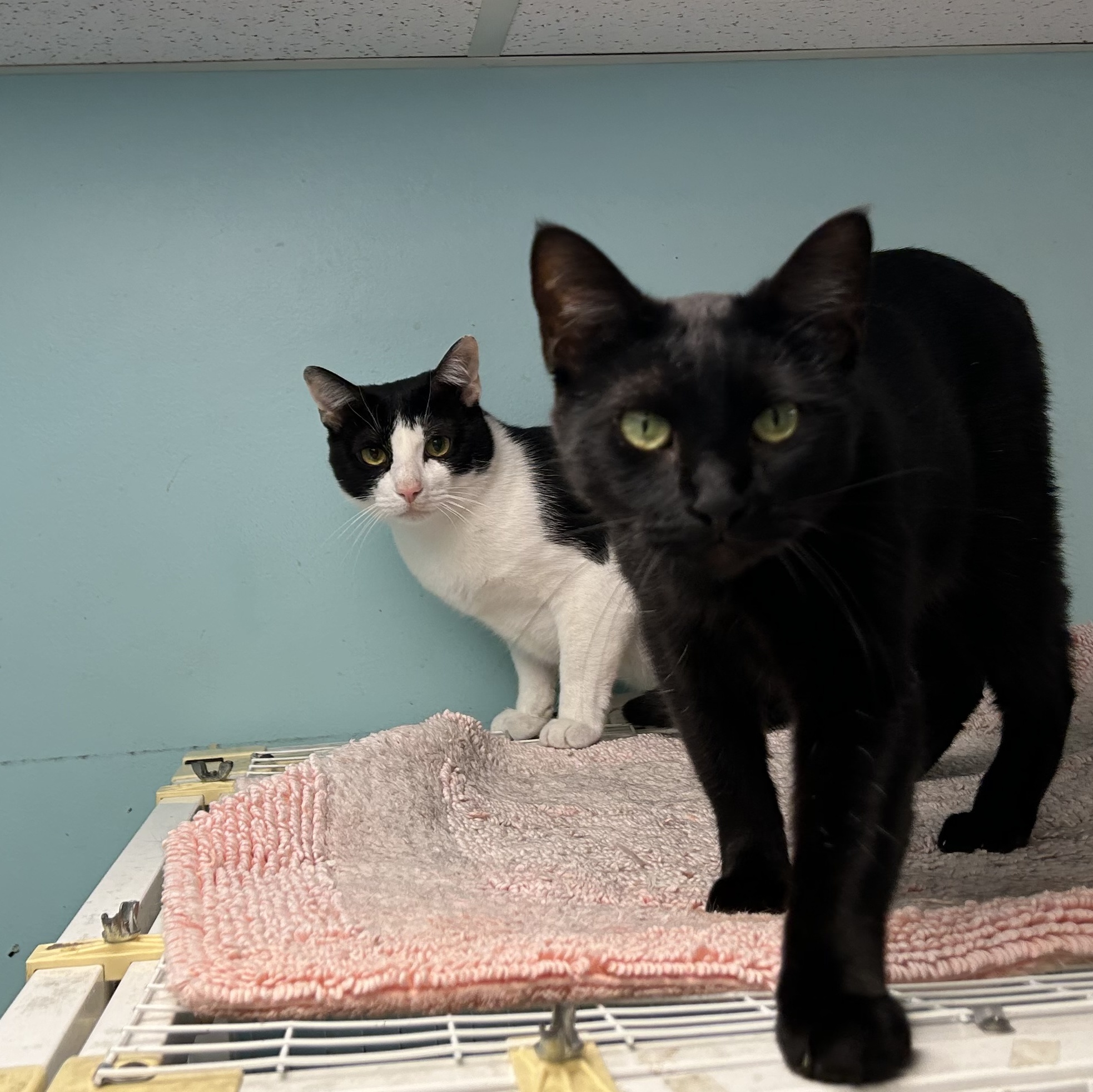 Enlarge Hector, a Adoptable Domestic Short Hair in Memphis, TN image 2/2