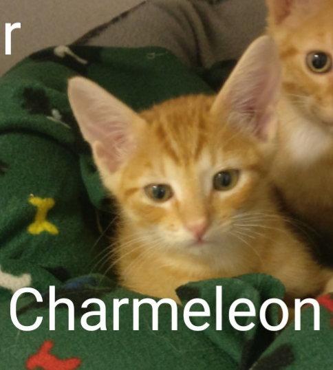Charmeleon, Adopted, Young Male Domestic Short Hair.