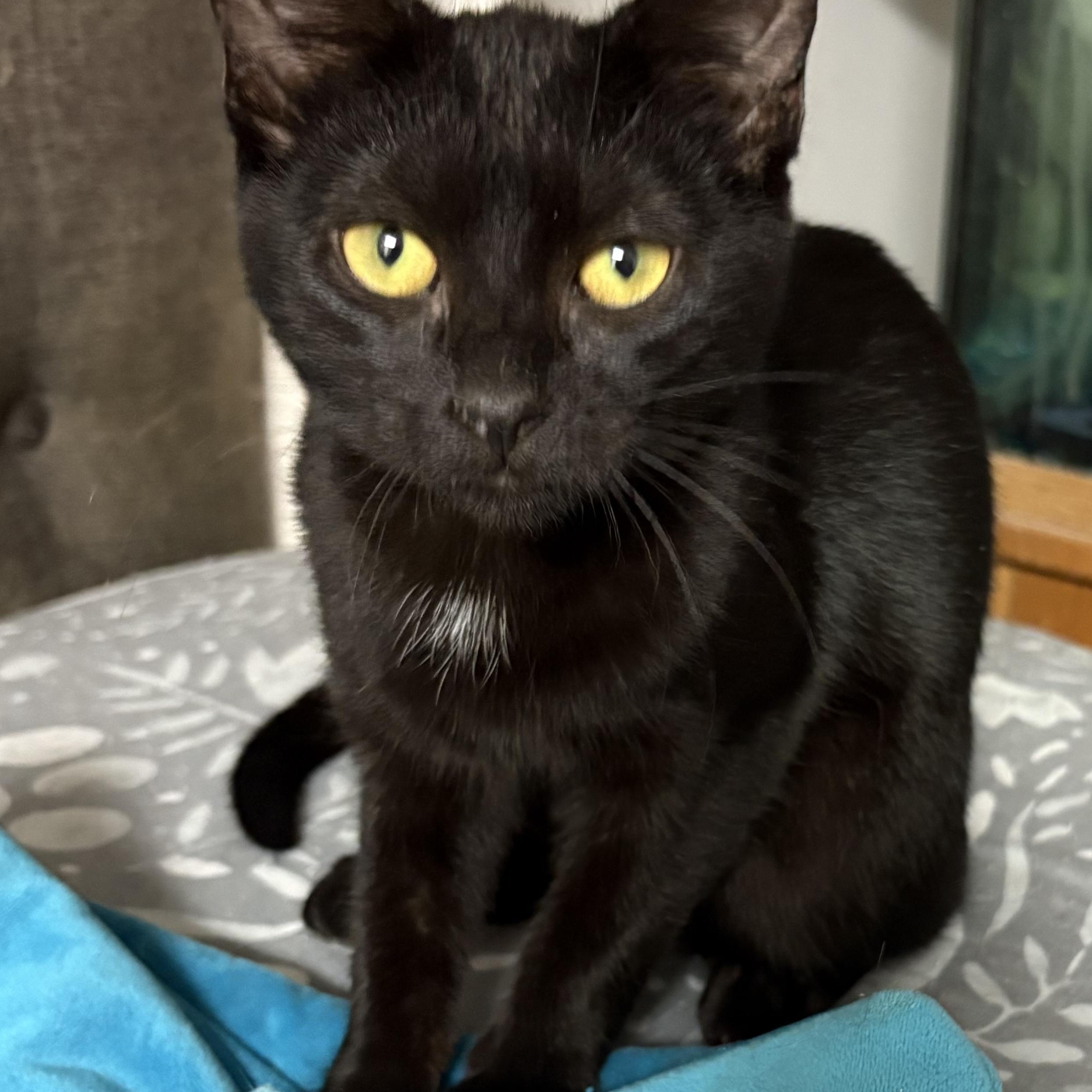 Raven, Adoptable, Kitten Female Domestic Short Hair.