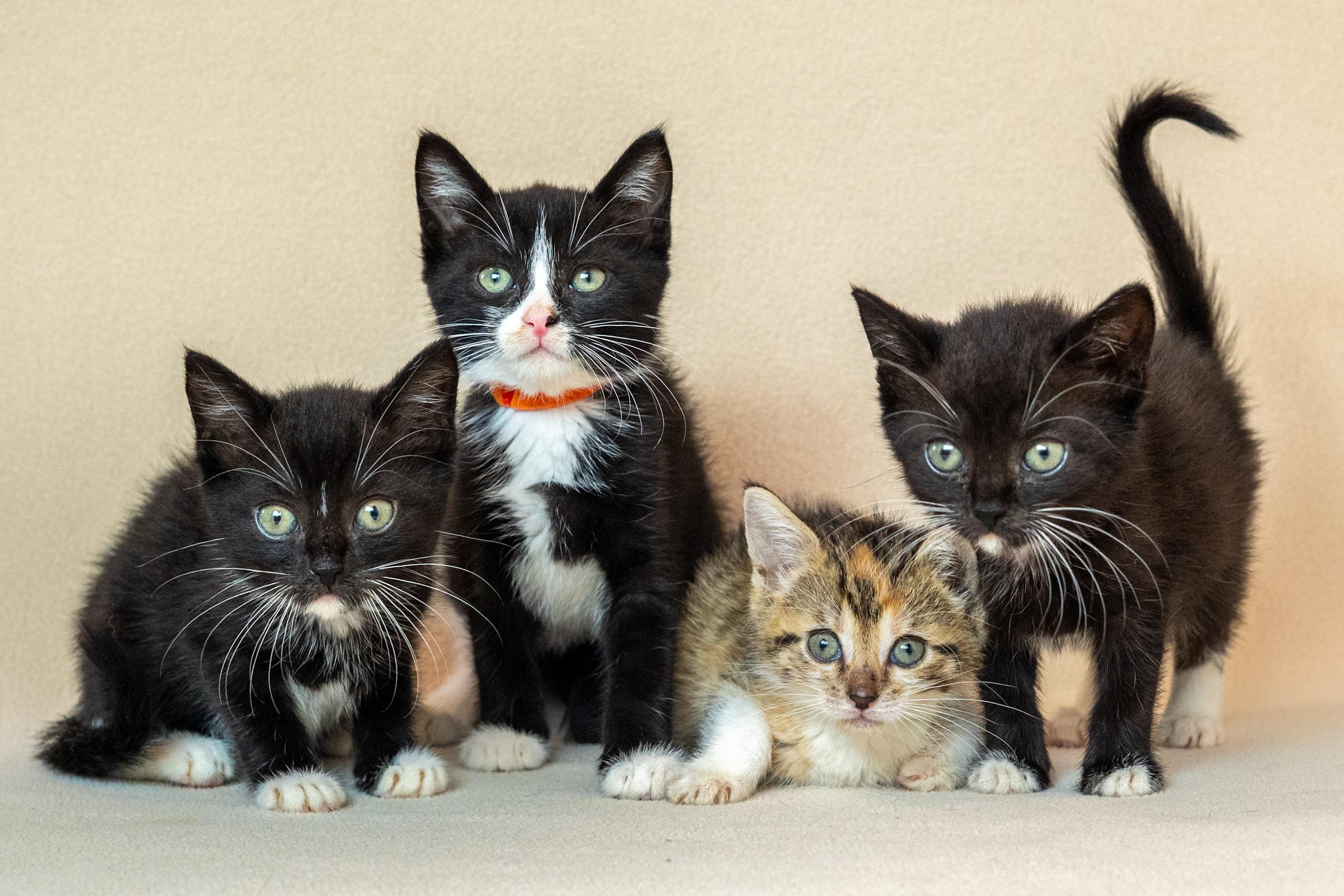 Crookshanks, Adoptable, Kitten Male Domestic Short Hair.