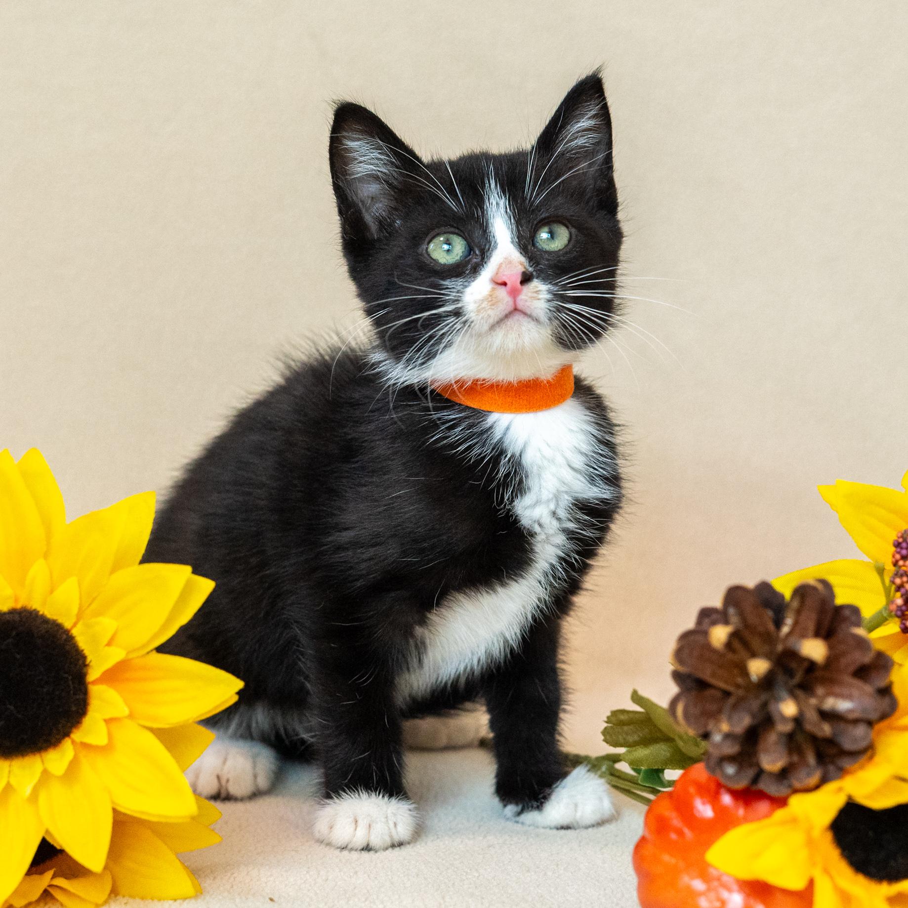 Enlarge Crookshanks, a Adoptable Domestic Short Hair in North Babylon, NY image 2/6