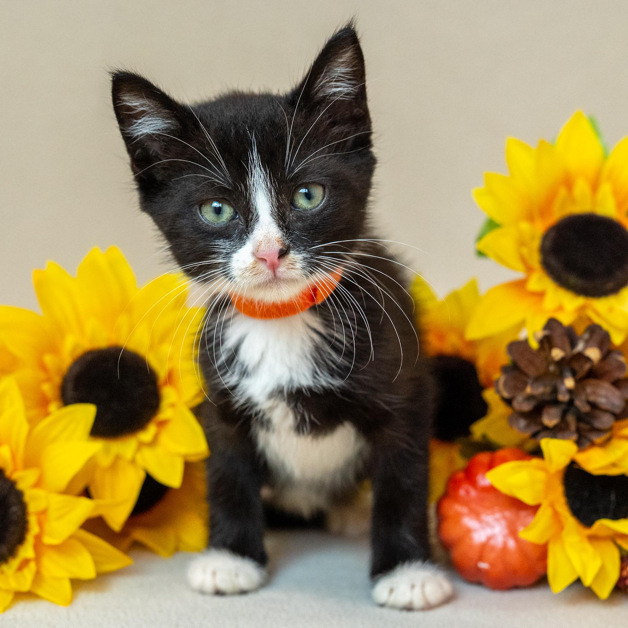 Enlarge Crookshanks, a Adoptable Domestic Short Hair in North Babylon, NY image 3/6