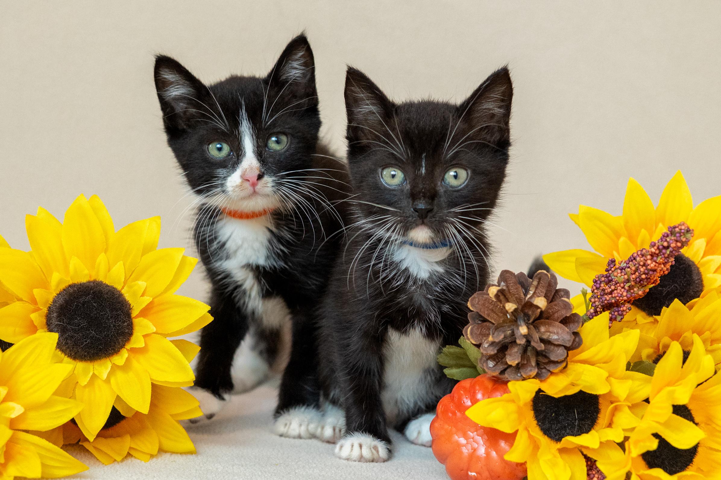 Enlarge Crookshanks, a Adoptable Domestic Short Hair in North Babylon, NY image 4/6
