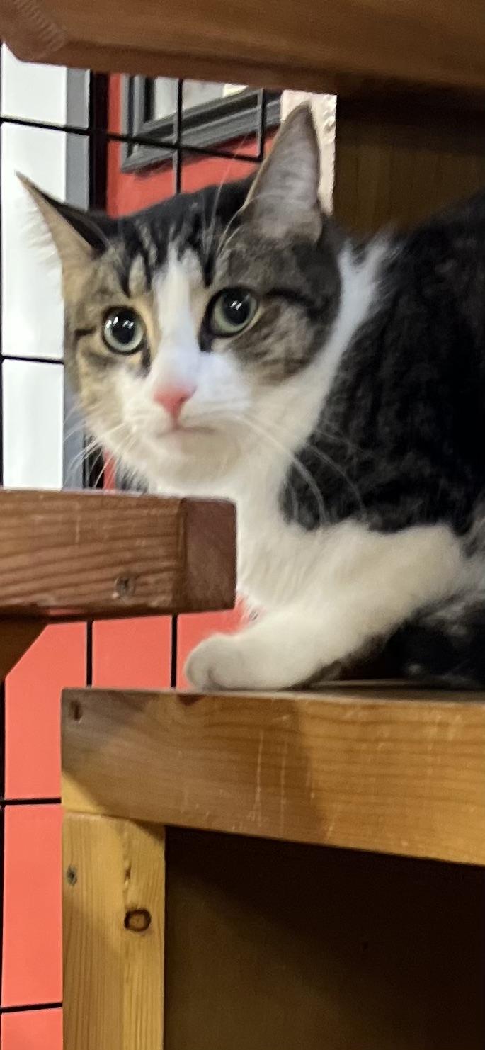 Enlarge Squirtle, a ADOPTABLE Domestic Short Hair in Holland, MI image 2/3