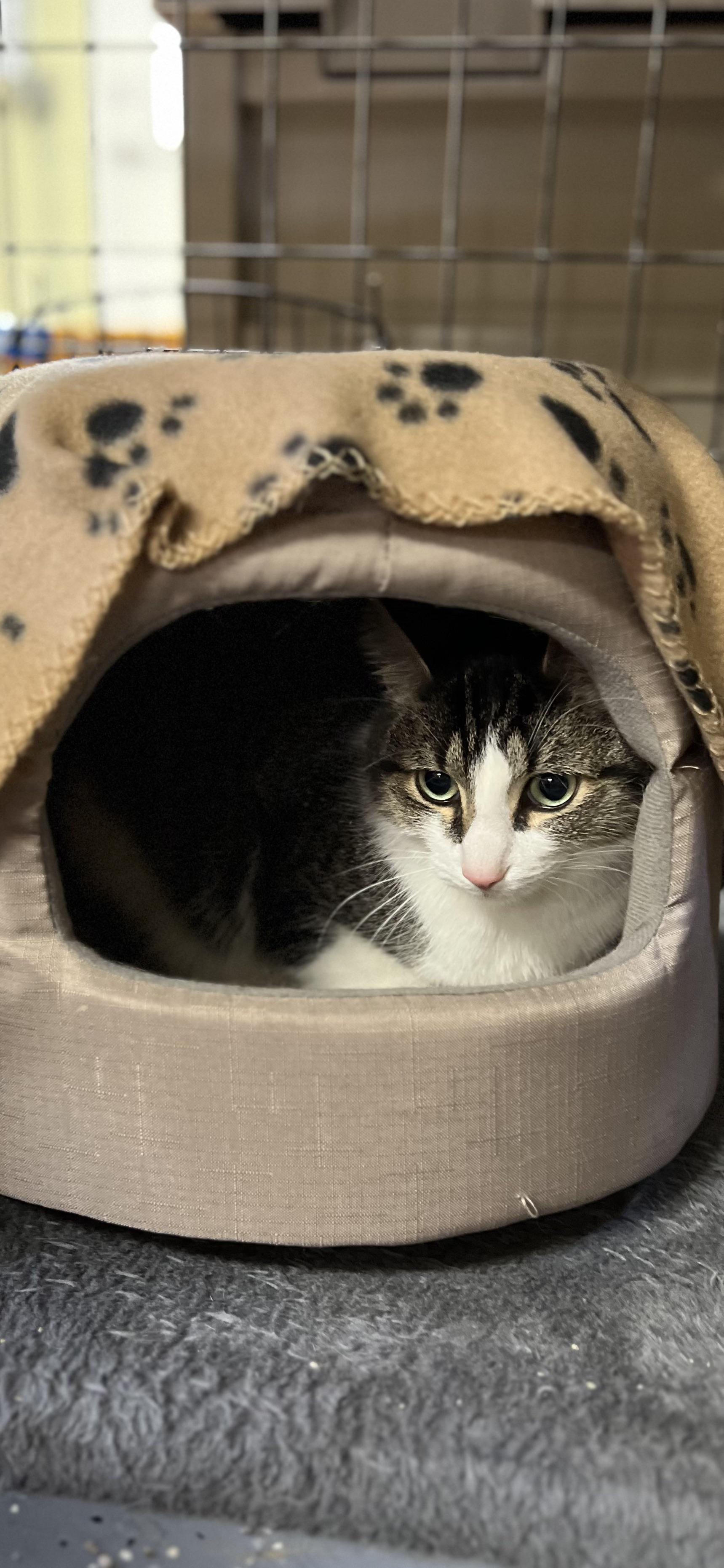 Squirtle, ADOPTABLE, Adult Male Domestic Short Hair.