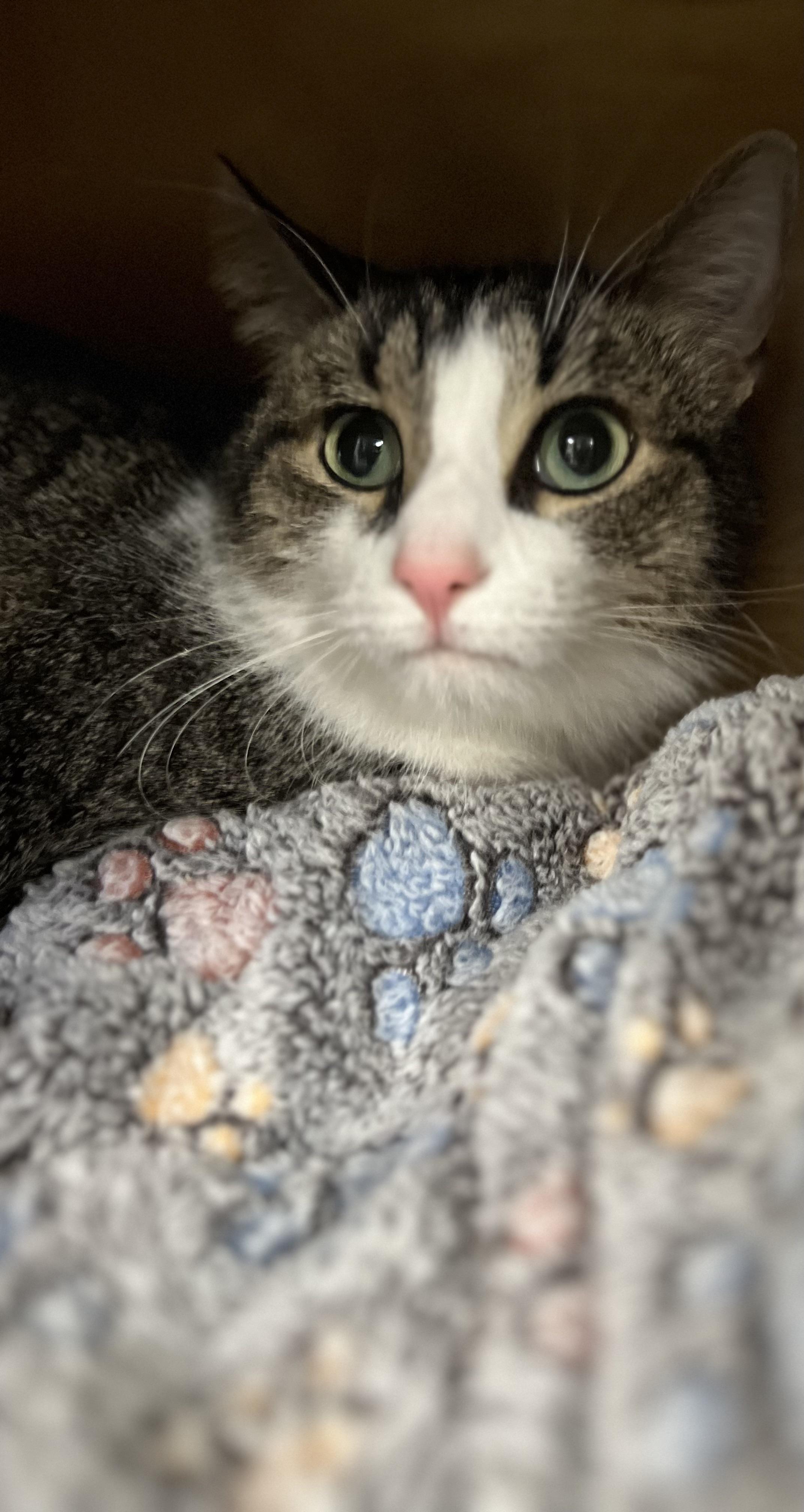 Enlarge Squirtle, a ADOPTABLE Domestic Short Hair in Holland, MI image 3/3