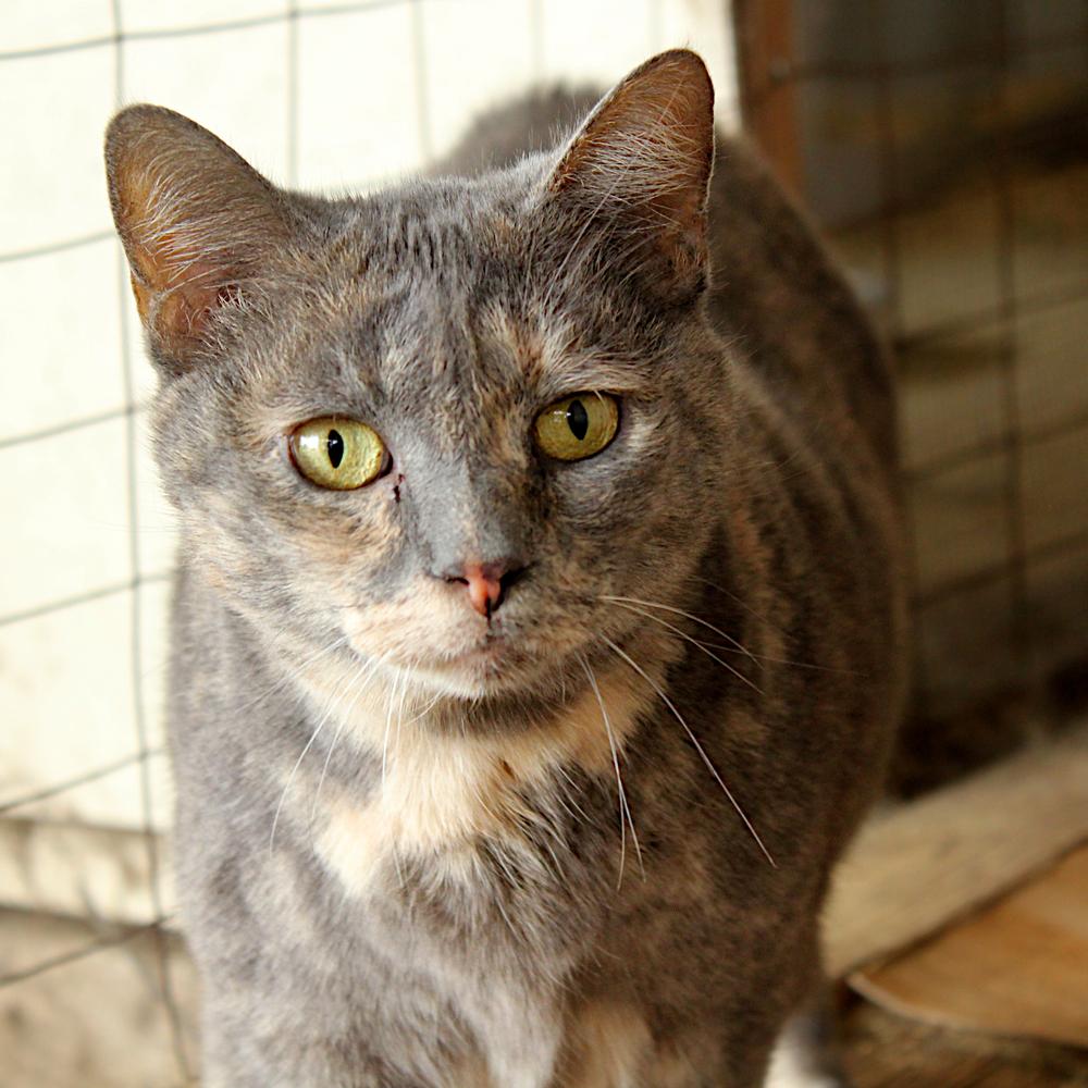 Patches, Adoptable, Adult Female Calico.