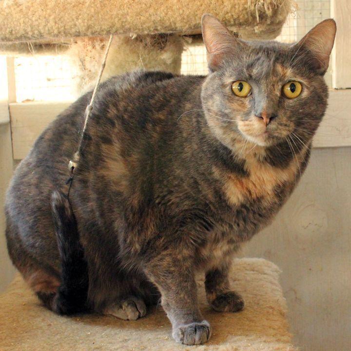 Patches, a Adoptable Calico in Redlands, CA image 2/4