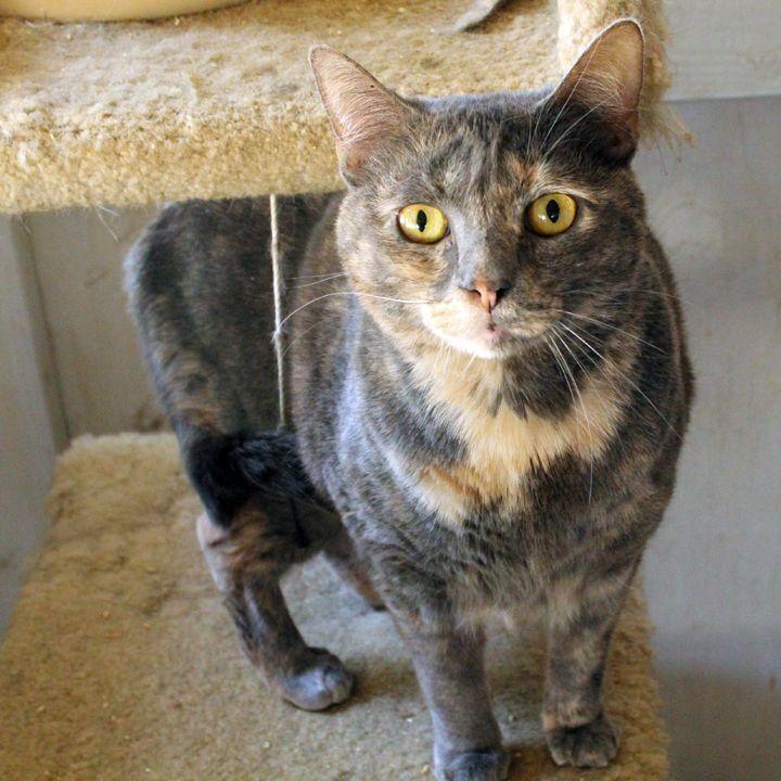 Patches, a Adoptable Calico in Redlands, CA image 3/4