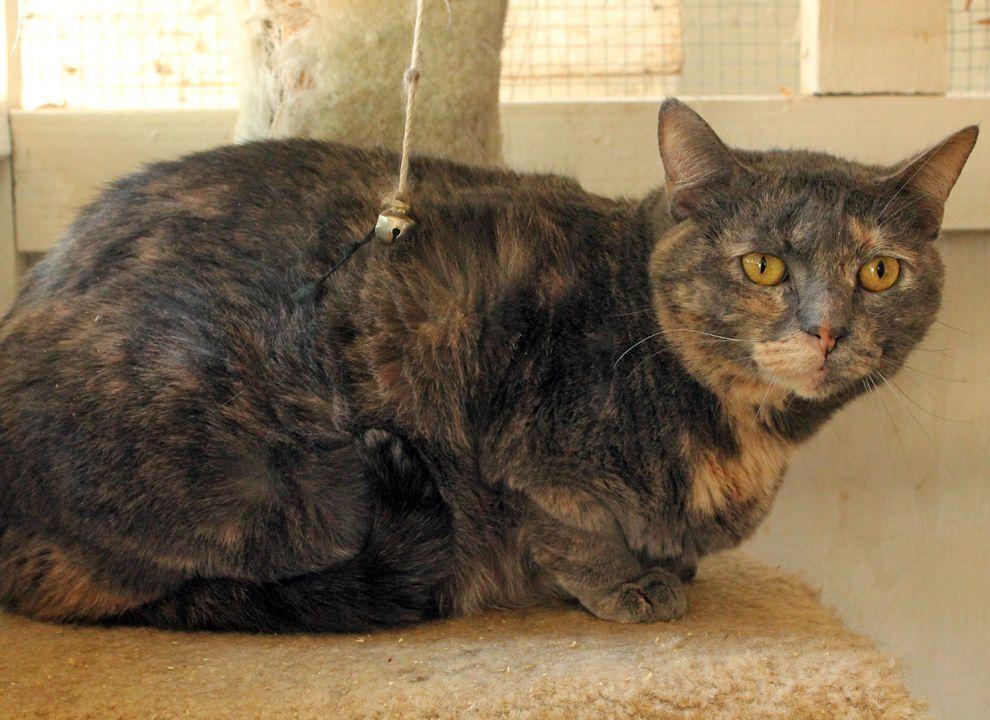 Patches, a Adoptable Calico in Redlands, CA image 4/4
