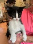 Leih, Baby Female Domestic Short Hair