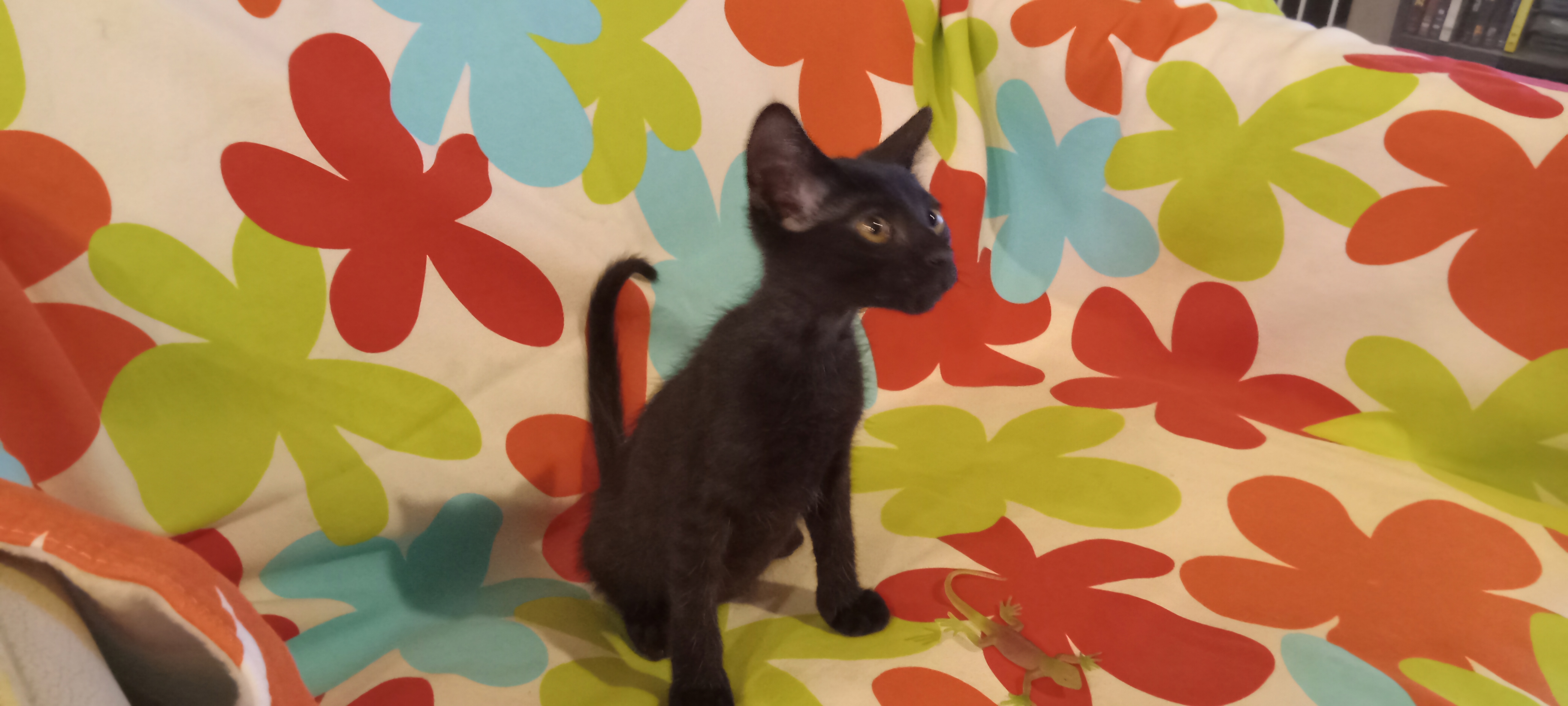 Triscuit, Adopted, Kitten Male Domestic Short Hair.
